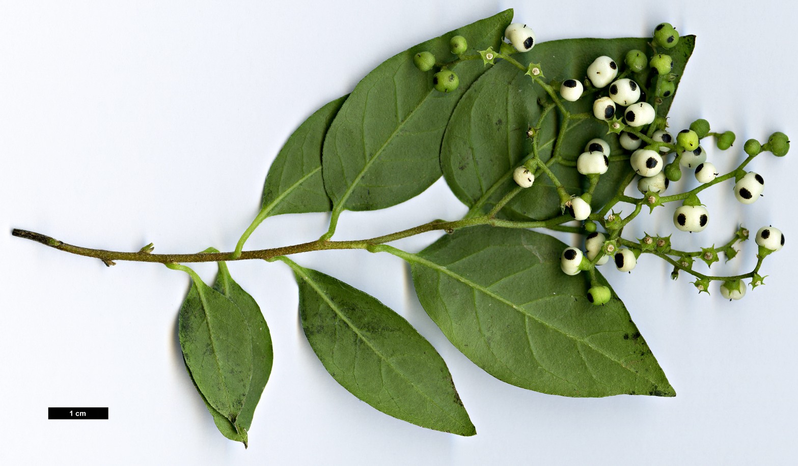 High resolution image: Family: Boraginaceae - Genus: Tournefortia - Taxon: volubilis