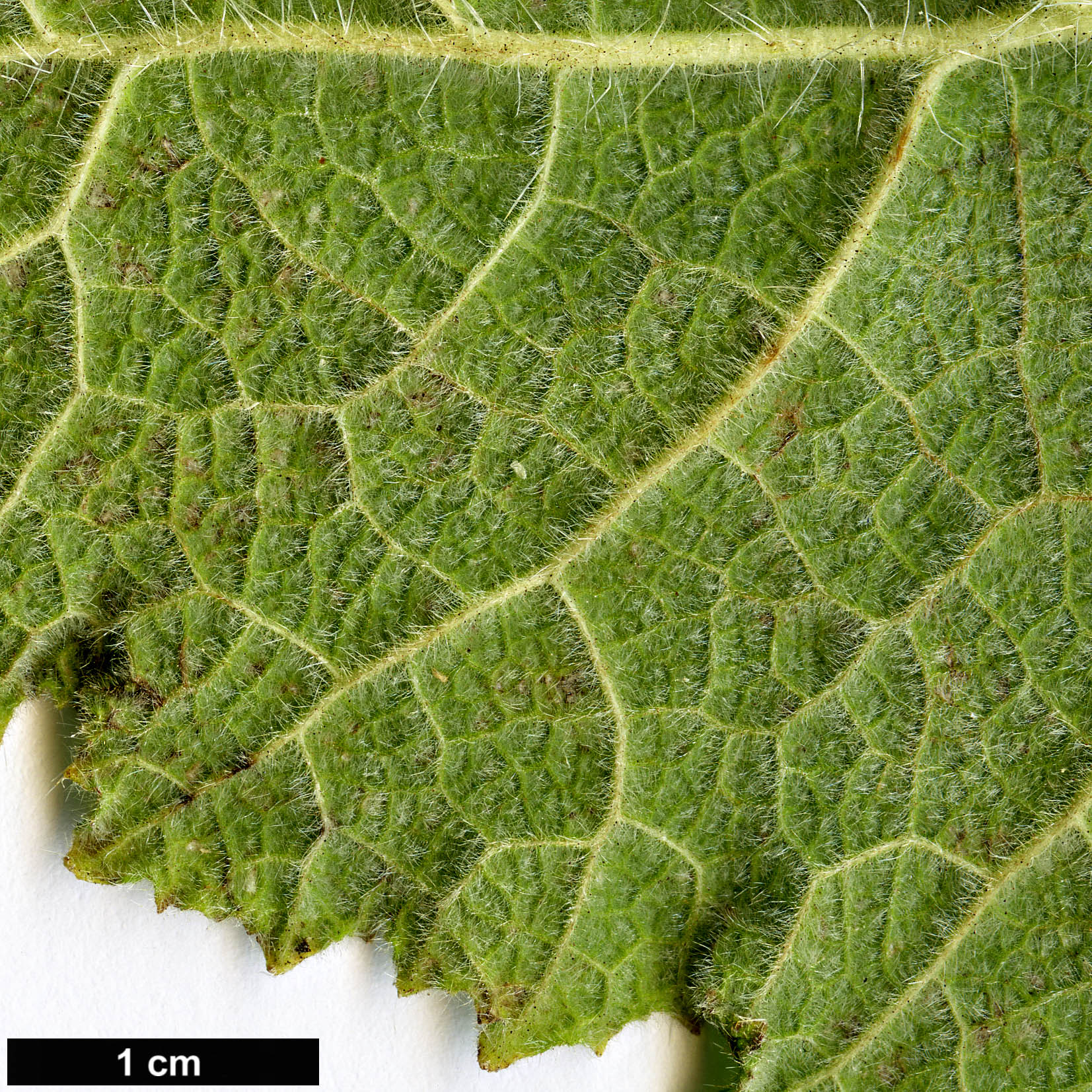 High resolution image: Family: Boraginaceae - Genus: Wigandia - Taxon: urens