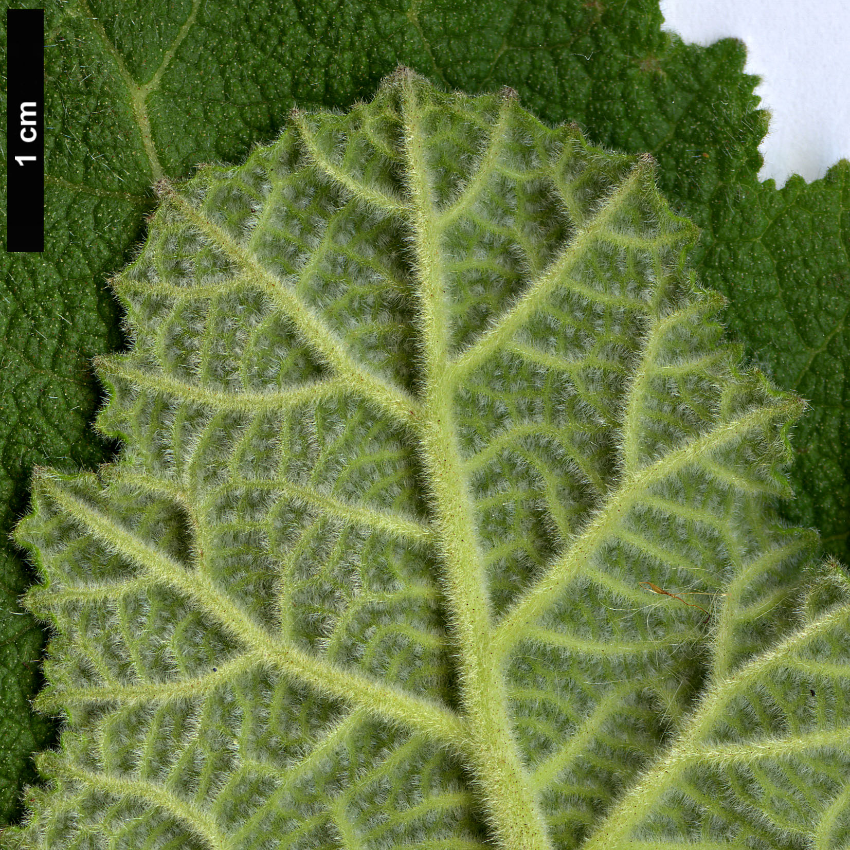 High resolution image: Family: Boraginaceae - Genus: Wigandia - Taxon: urens