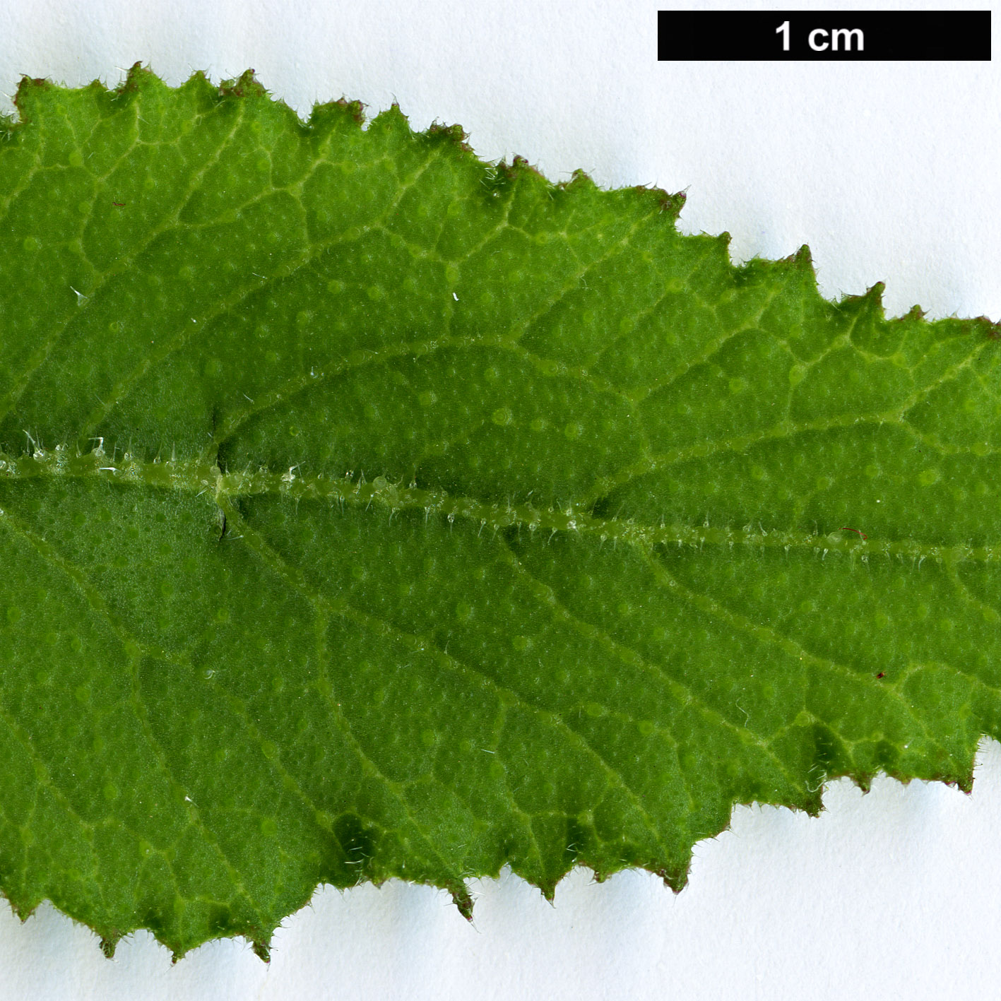 High resolution image: Family: Brassicaceae - Genus: Crambe - Taxon: scaberrima