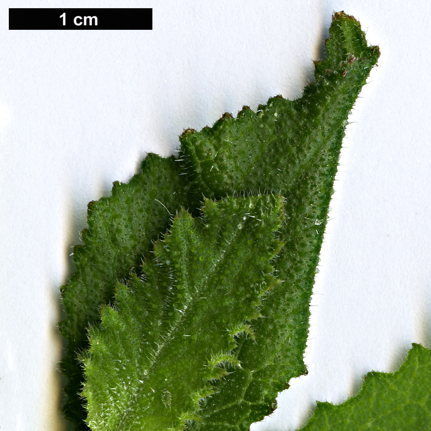 High resolution image: Family: Brassicaceae - Genus: Crambe - Taxon: scaberrima