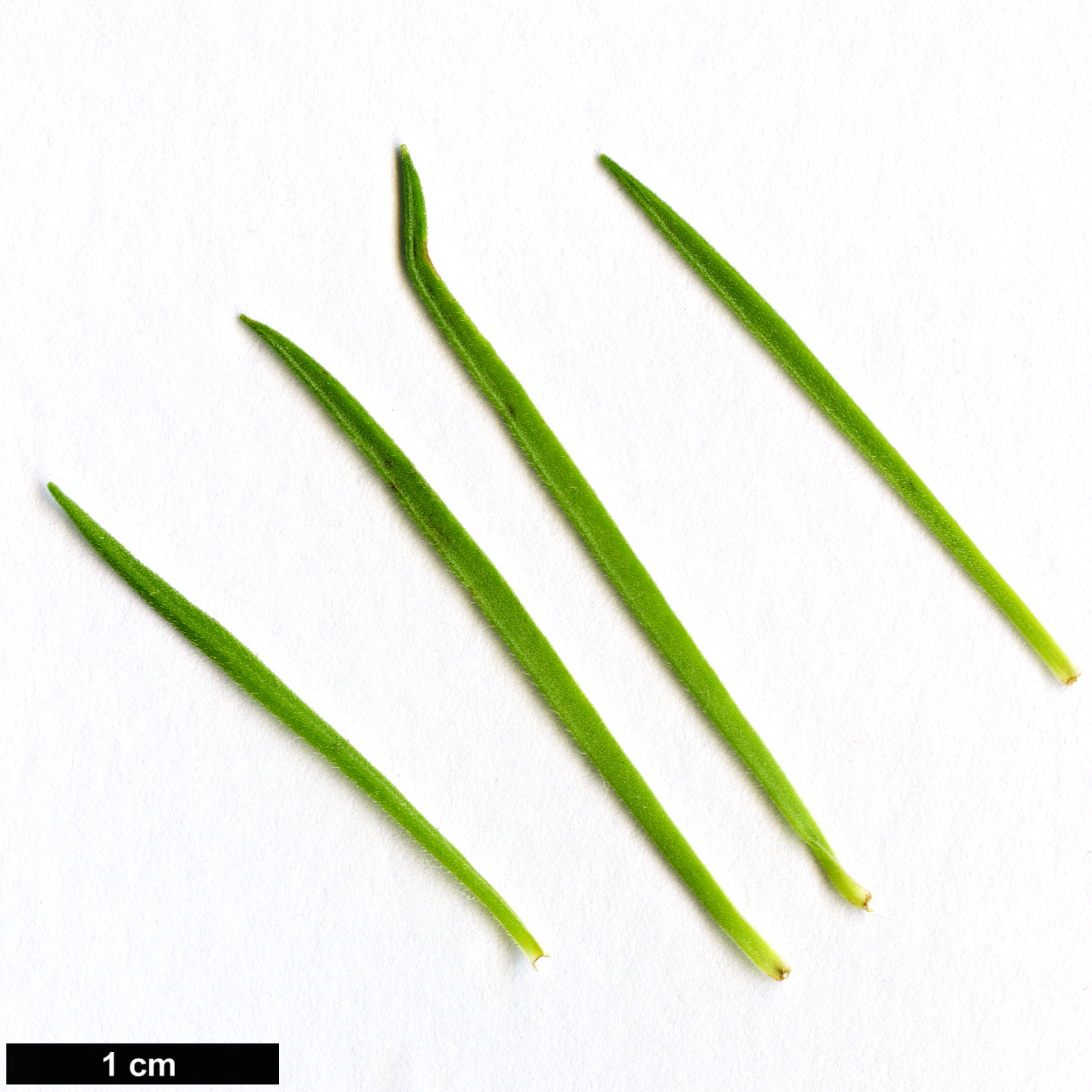 High resolution image: Family: Brassicaceae - Genus: Erysimum - Taxon: maderense