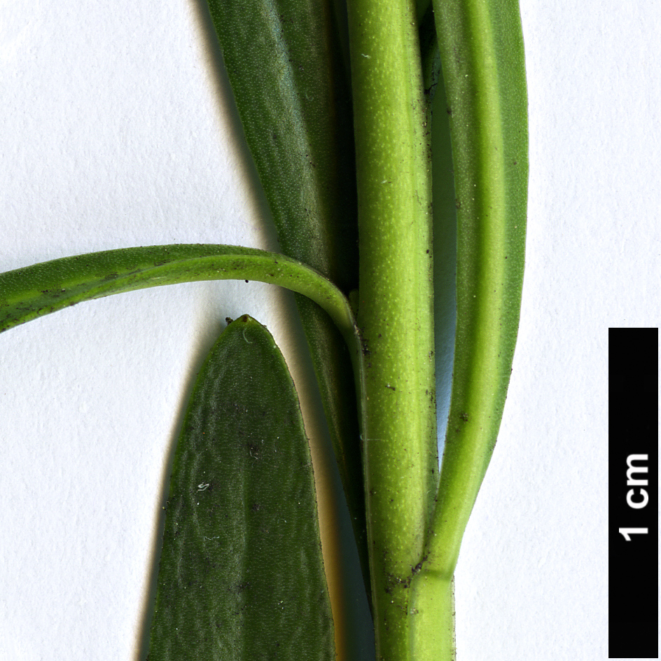 High resolution image: Family: Brassicaceae - Genus: Iberis - Taxon: sempervirens