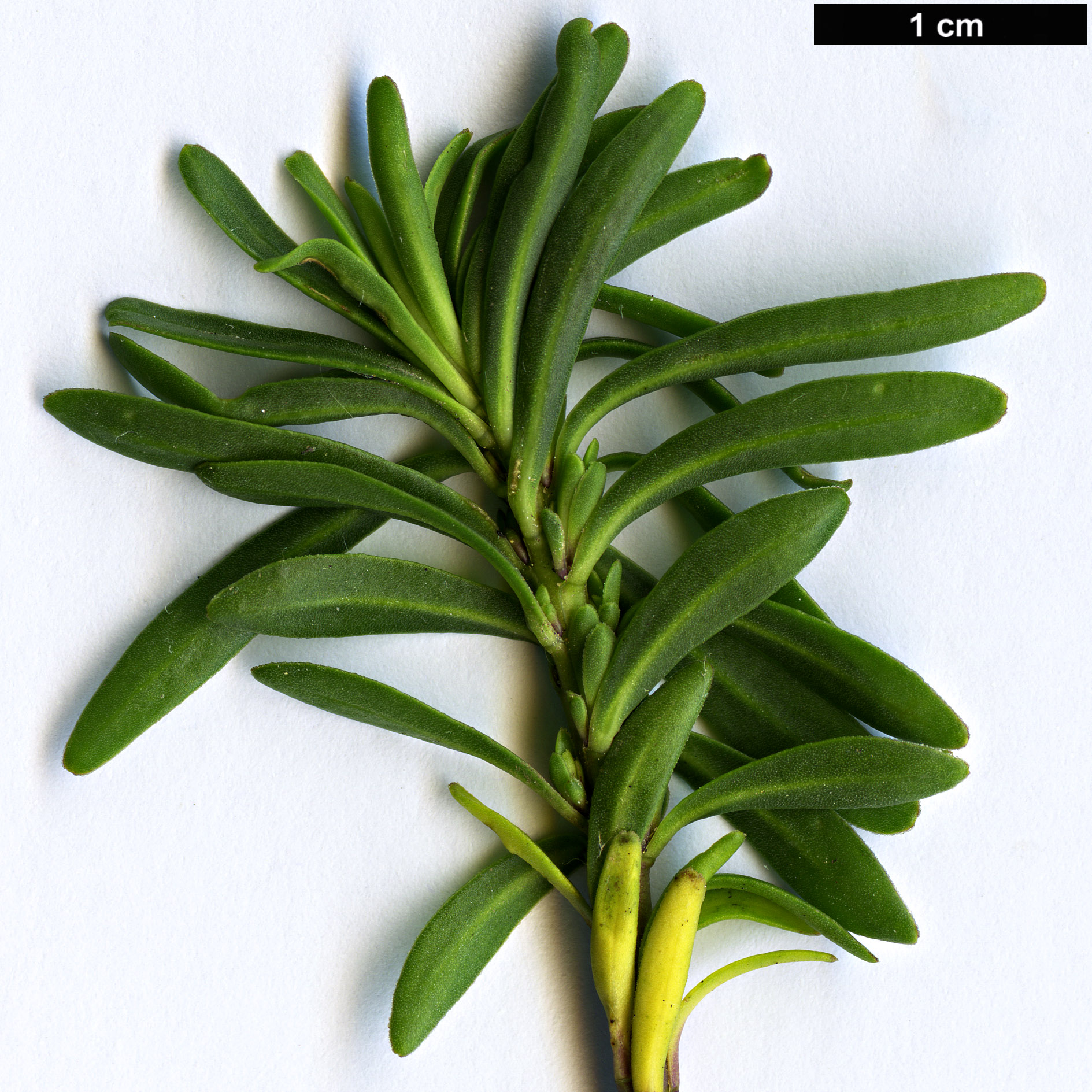 High resolution image: Family: Brassicaceae - Genus: Iberis - Taxon: sempervirens - SpeciesSub: 'Appen-Etz'