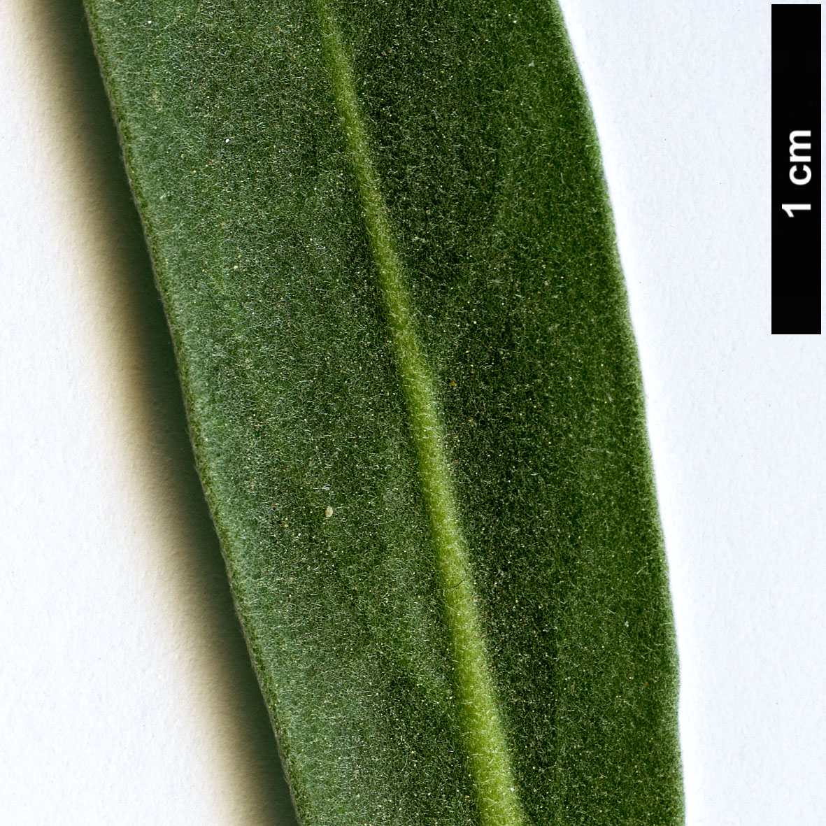 High resolution image: Family: Brassicaceae - Genus: Matthiola - Taxon: incana