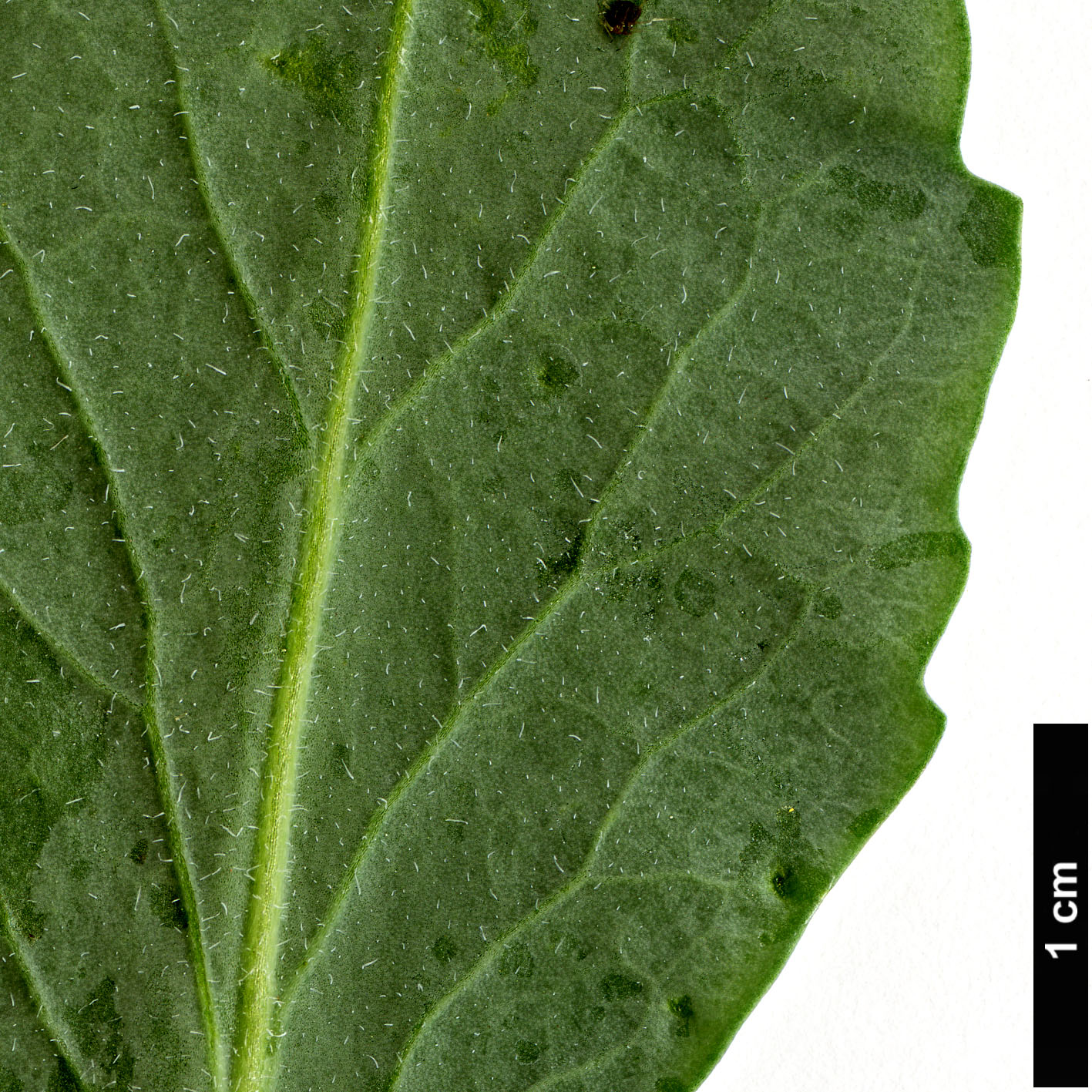 High resolution image: Family: Brassicaceae - Genus: Stanleya - Taxon: pinnata