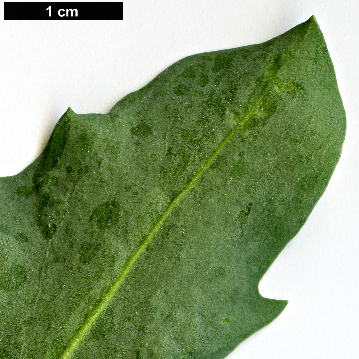 High resolution image: Family: Brassicaceae - Genus: Stanleya - Taxon: pinnata