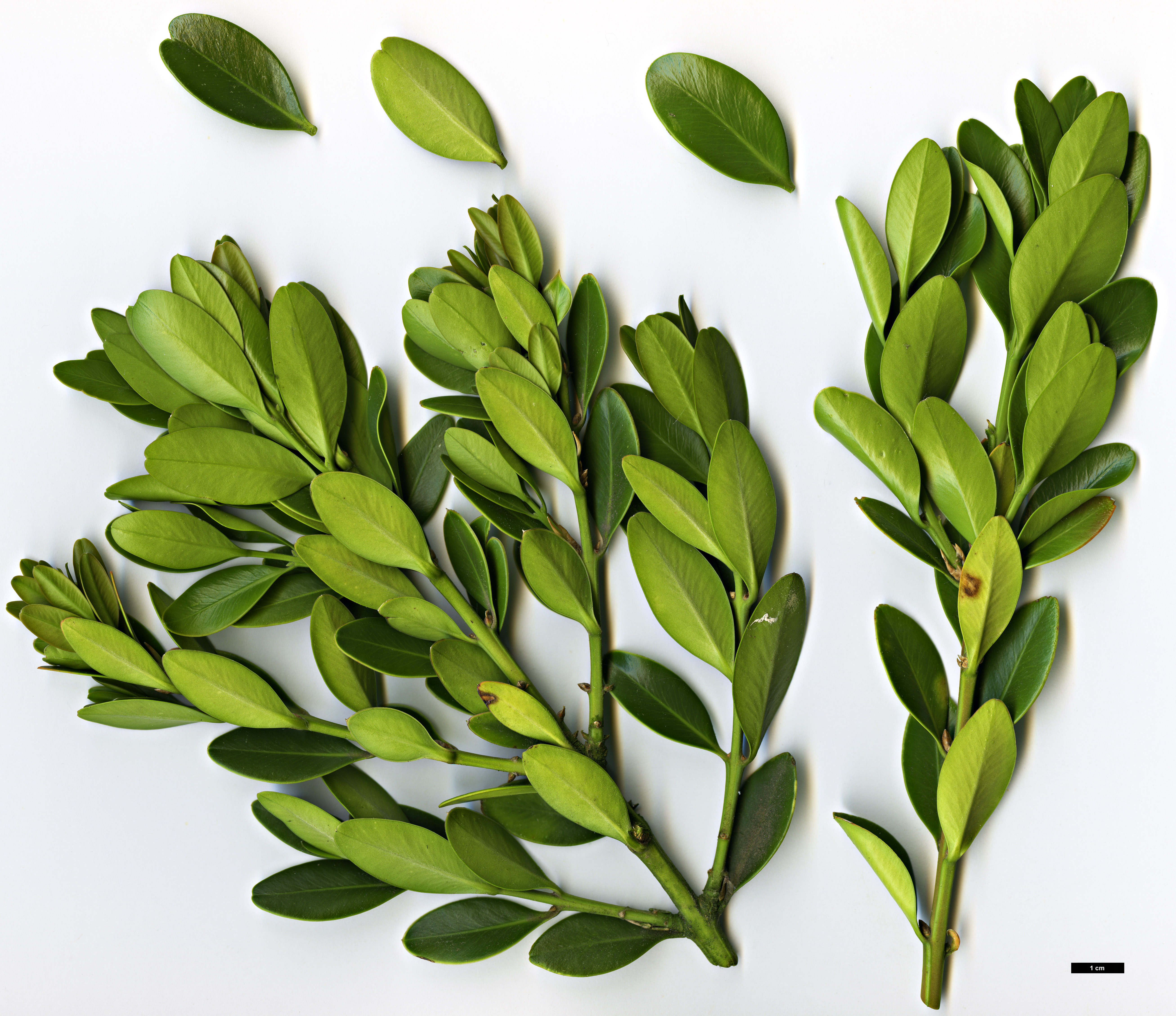 High resolution image: Family: Buxaceae - Genus: Buxus - Taxon: balearica