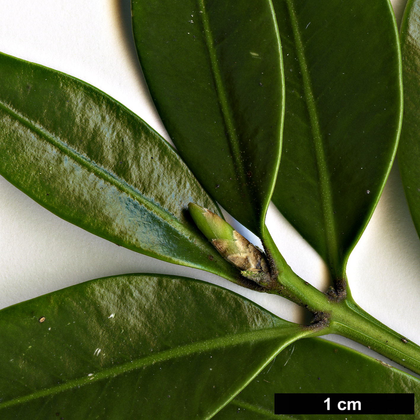 High resolution image: Family: Buxaceae - Genus: Buxus - Taxon: balearica