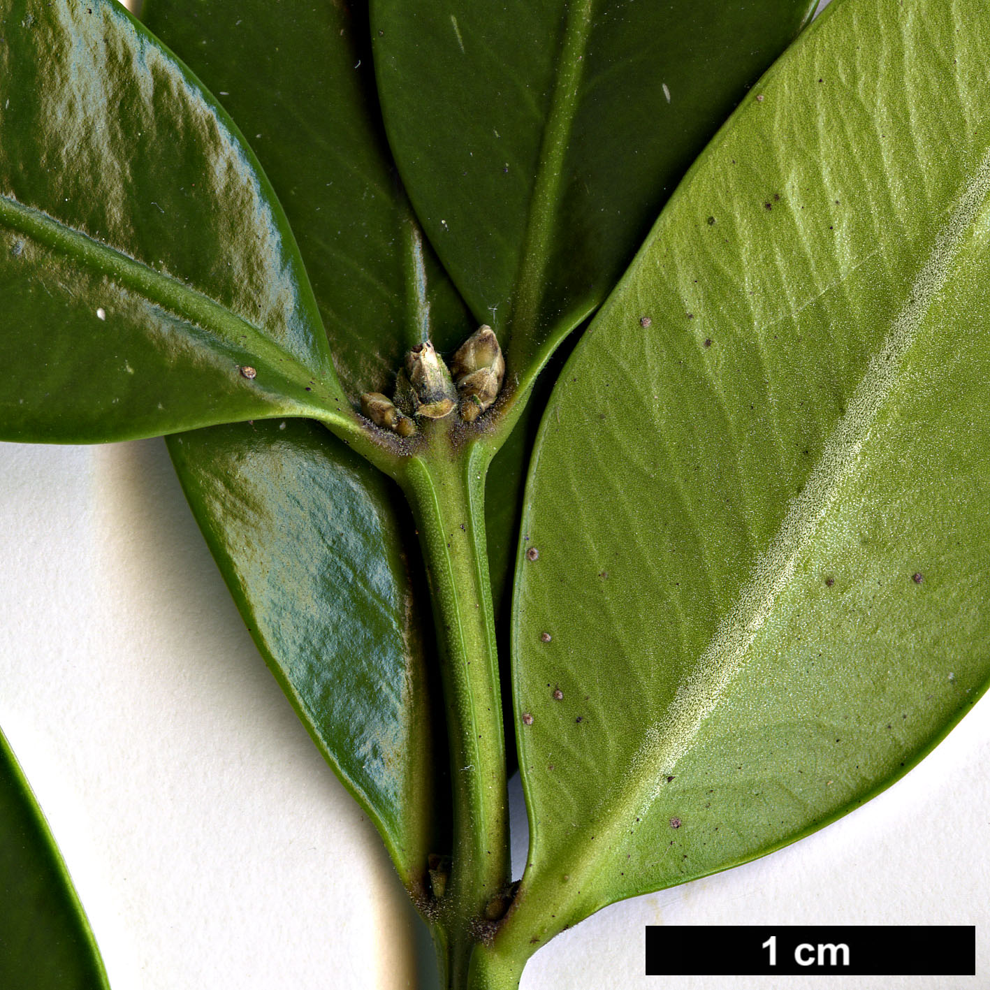 High resolution image: Family: Buxaceae - Genus: Buxus - Taxon: balearica