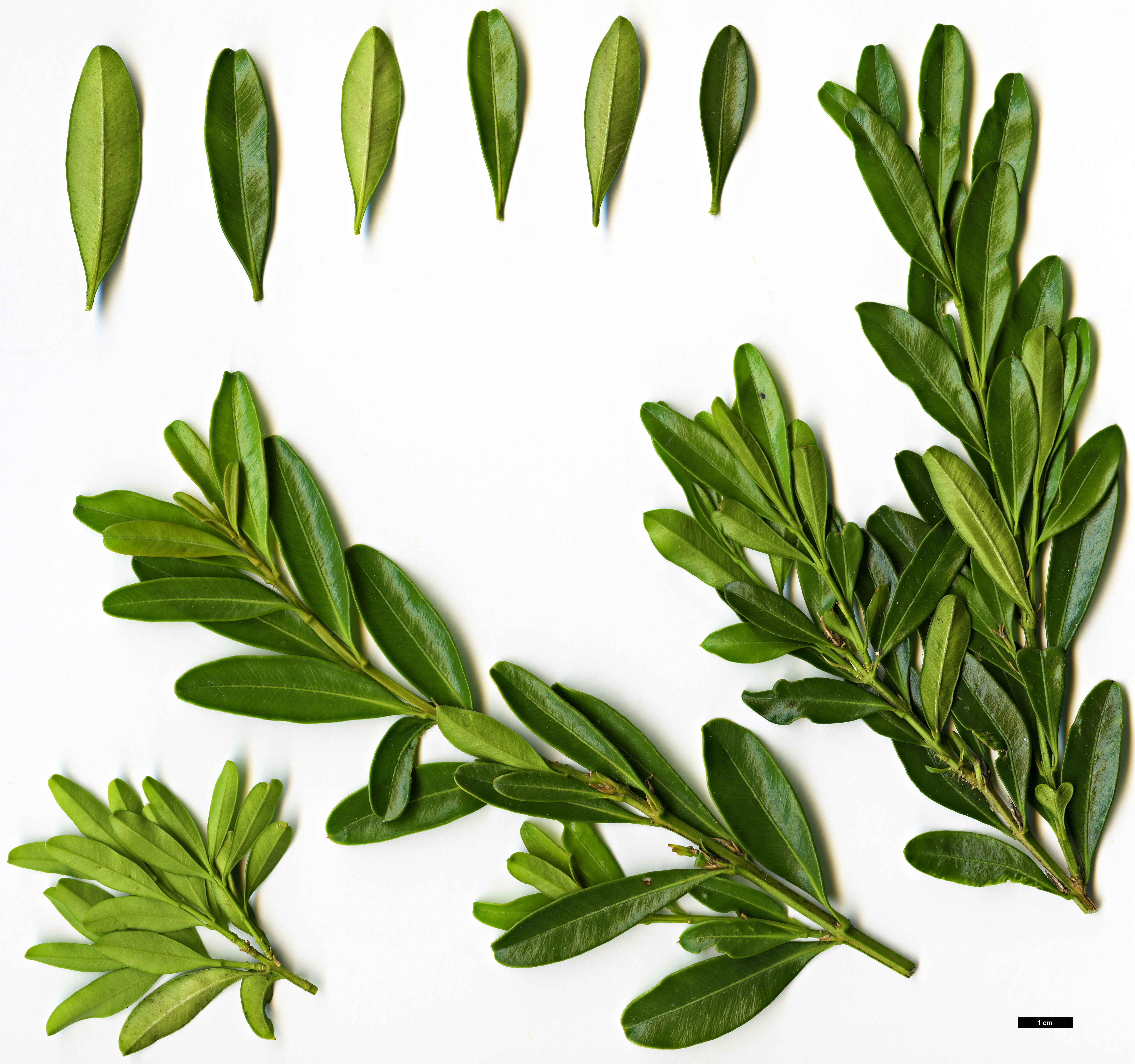 High resolution image: Family: Buxaceae - Genus: Buxus - Taxon: bodinieri