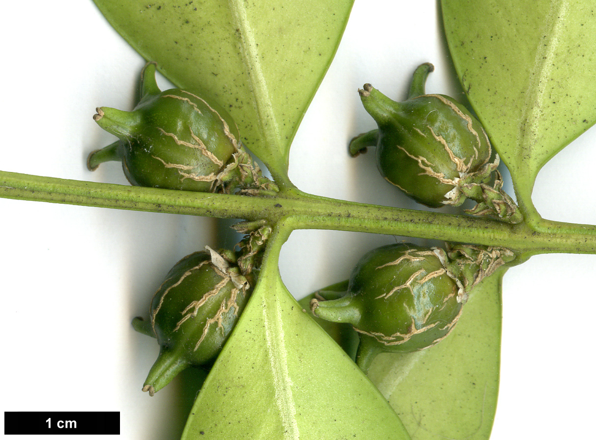 High resolution image: Family: Buxaceae - Genus: Buxus - Taxon: henryi