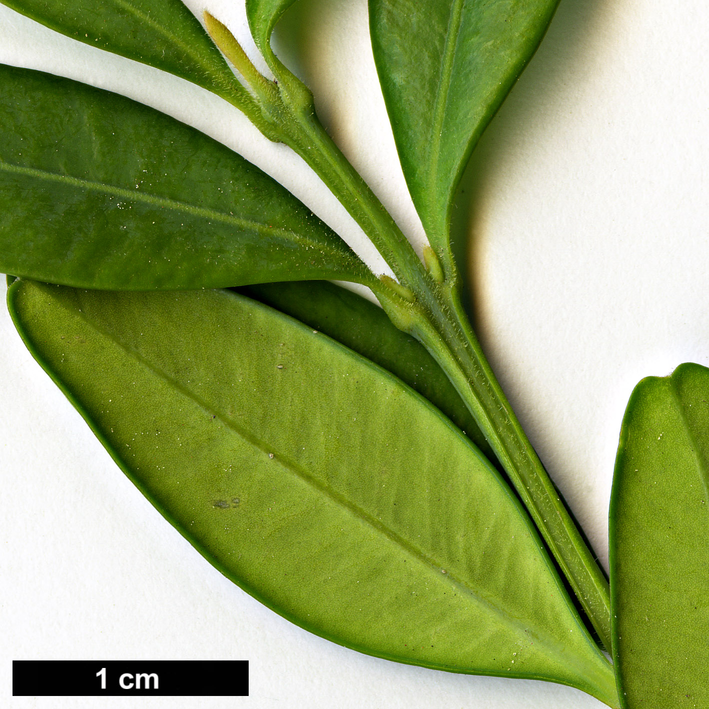 High resolution image: Family: Buxaceae - Genus: Buxus - Taxon: hyrcana