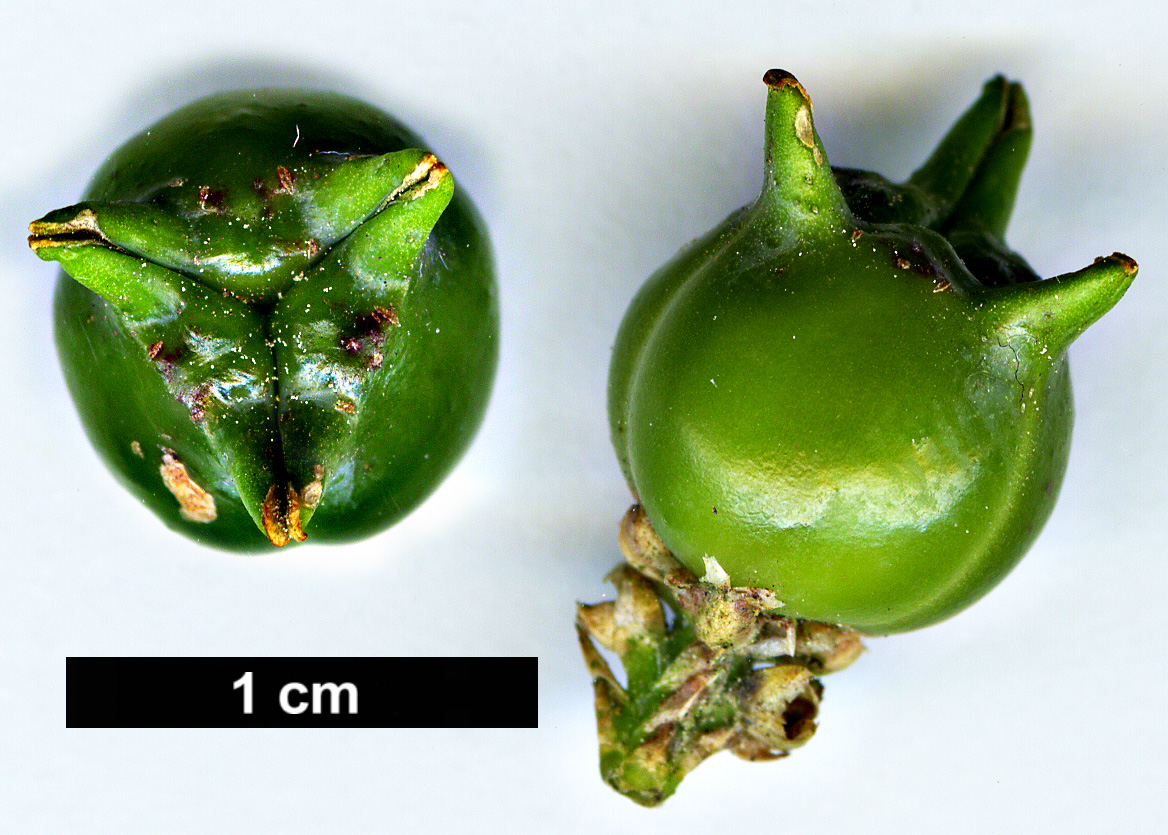 High resolution image: Family: Buxaceae - Genus: Buxus - Taxon: hyrcana