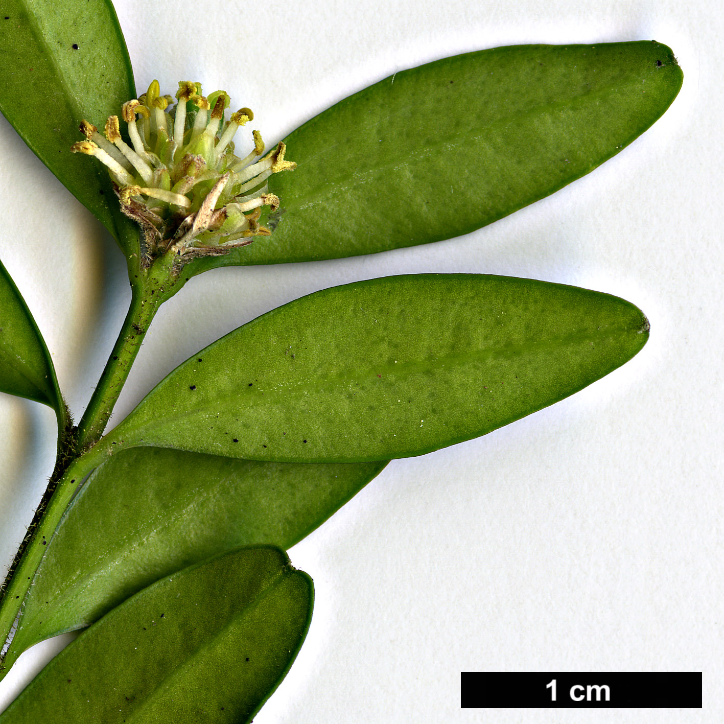 High resolution image: Family: Buxaceae - Genus: Buxus - Taxon: hyrcana