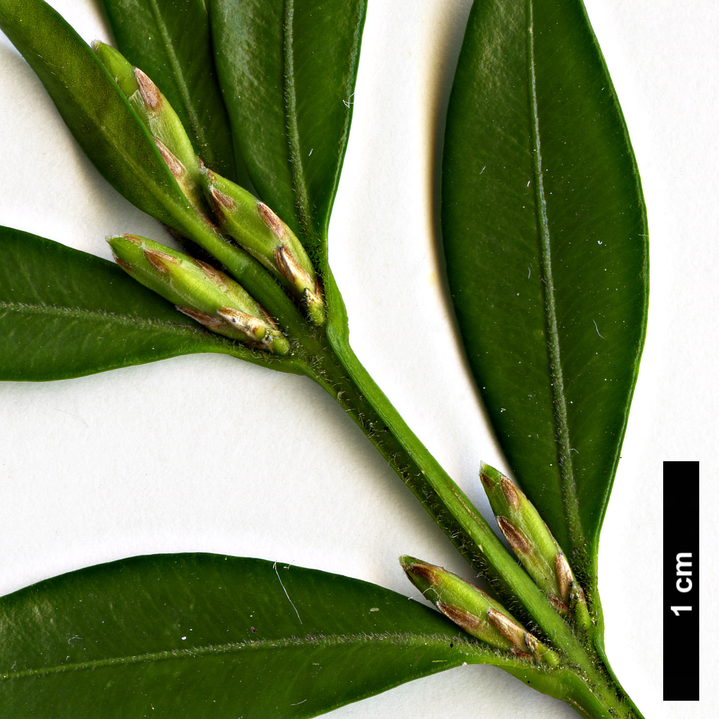 High resolution image: Family: Buxaceae - Genus: Buxus - Taxon: hyrcana