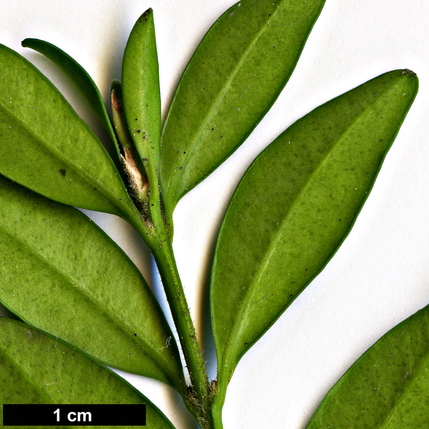 High resolution image: Family: Buxaceae - Genus: Buxus - Taxon: hyrcana