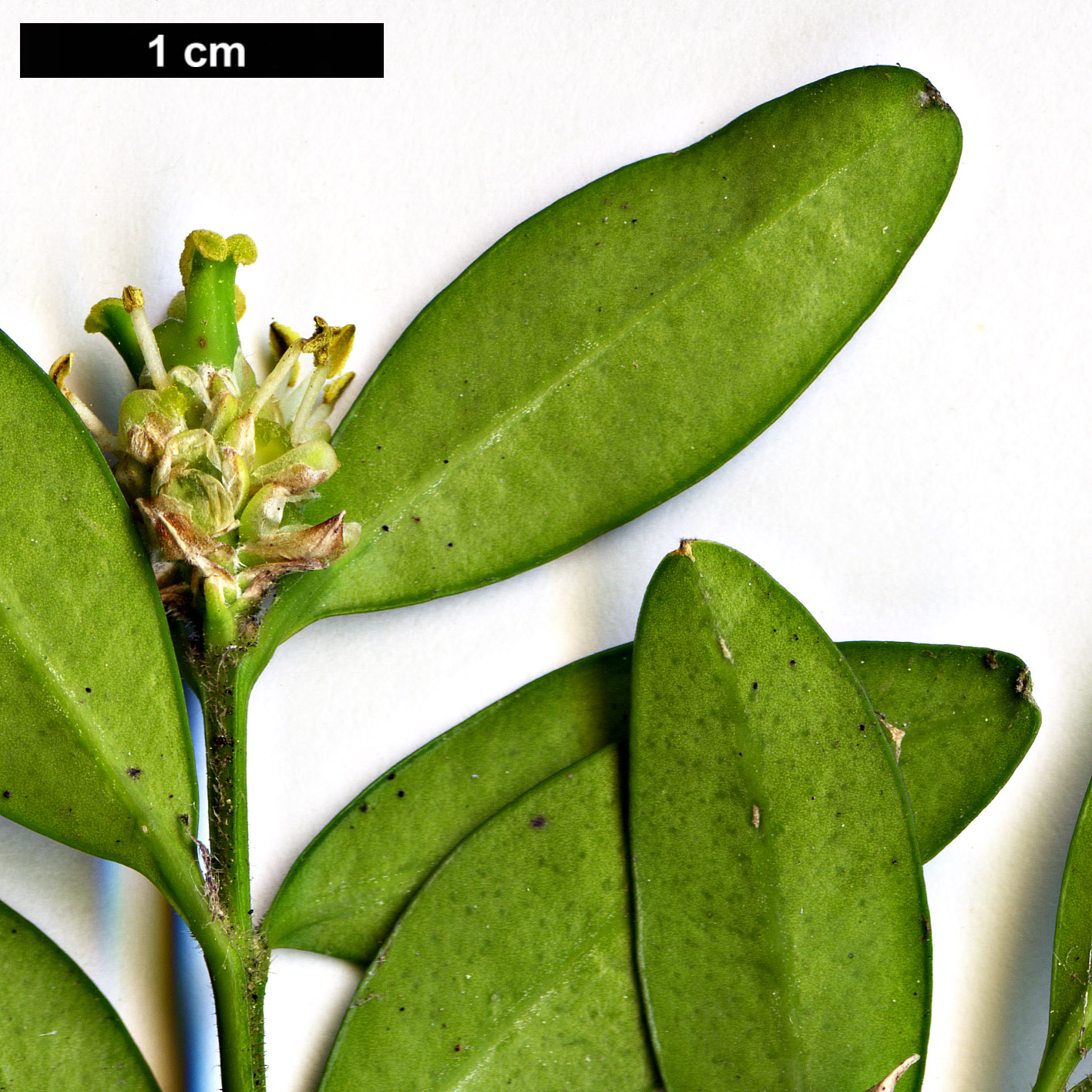 High resolution image: Family: Buxaceae - Genus: Buxus - Taxon: hyrcana