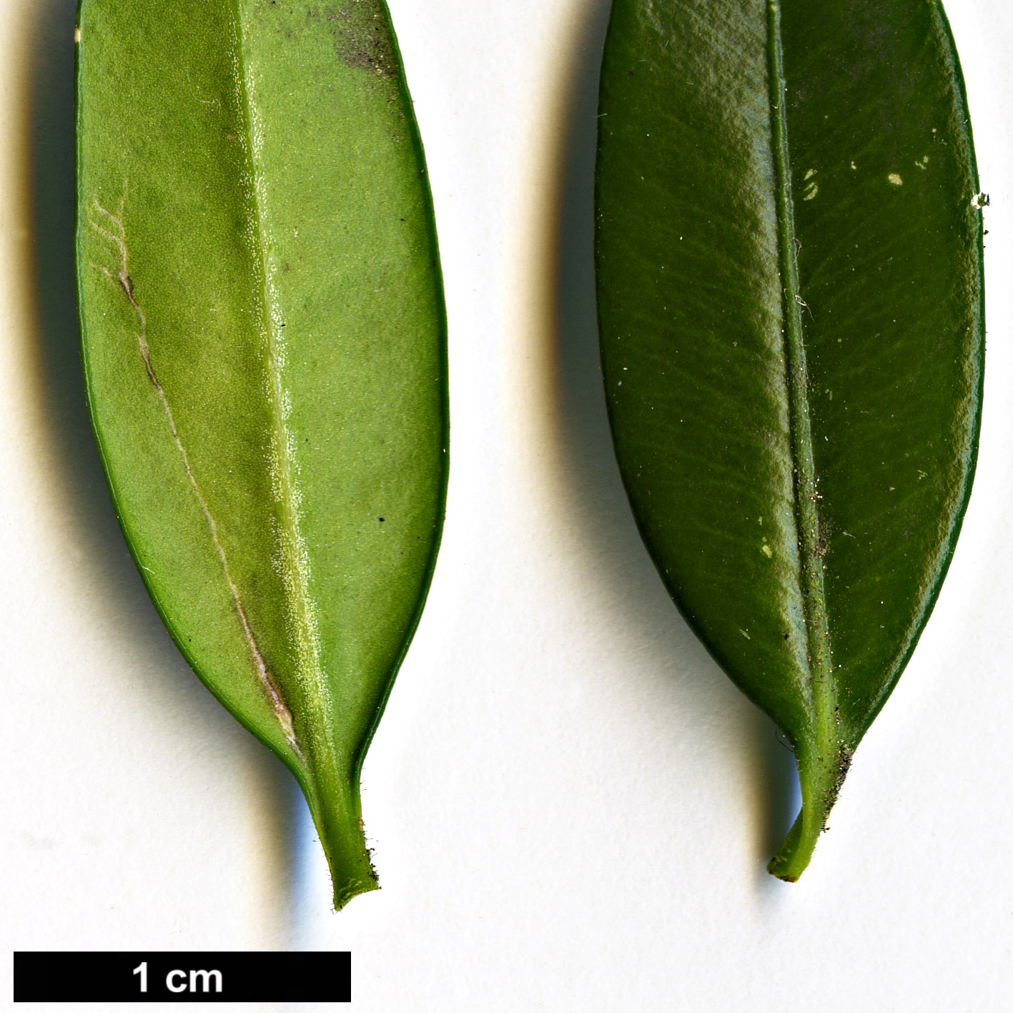 High resolution image: Family: Buxaceae - Genus: Buxus - Taxon: hyrcana