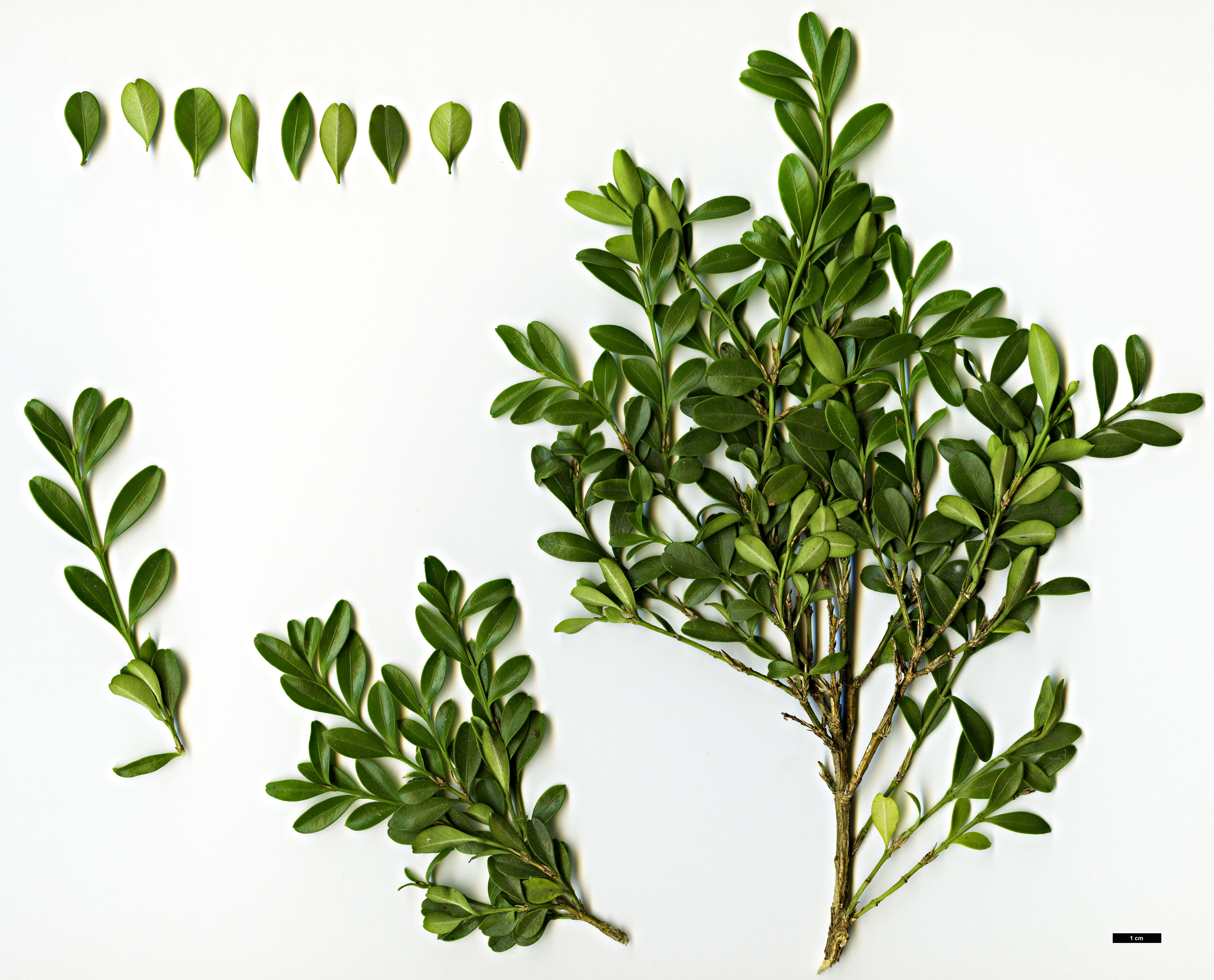 High resolution image: Family: Buxaceae - Genus: Buxus - Taxon: microphylla - SpeciesSub: 'Rococco'