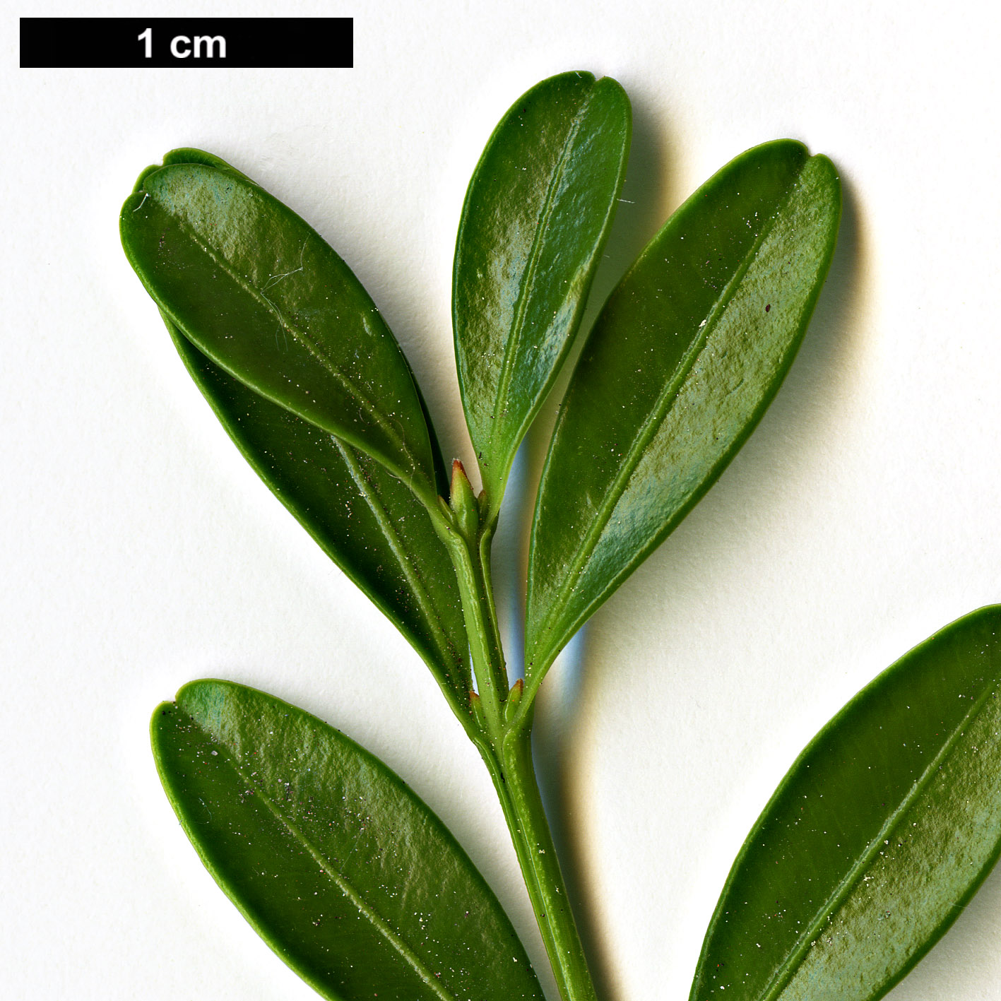 High resolution image: Family: Buxaceae - Genus: Buxus - Taxon: microphylla - SpeciesSub: 'Rococco'