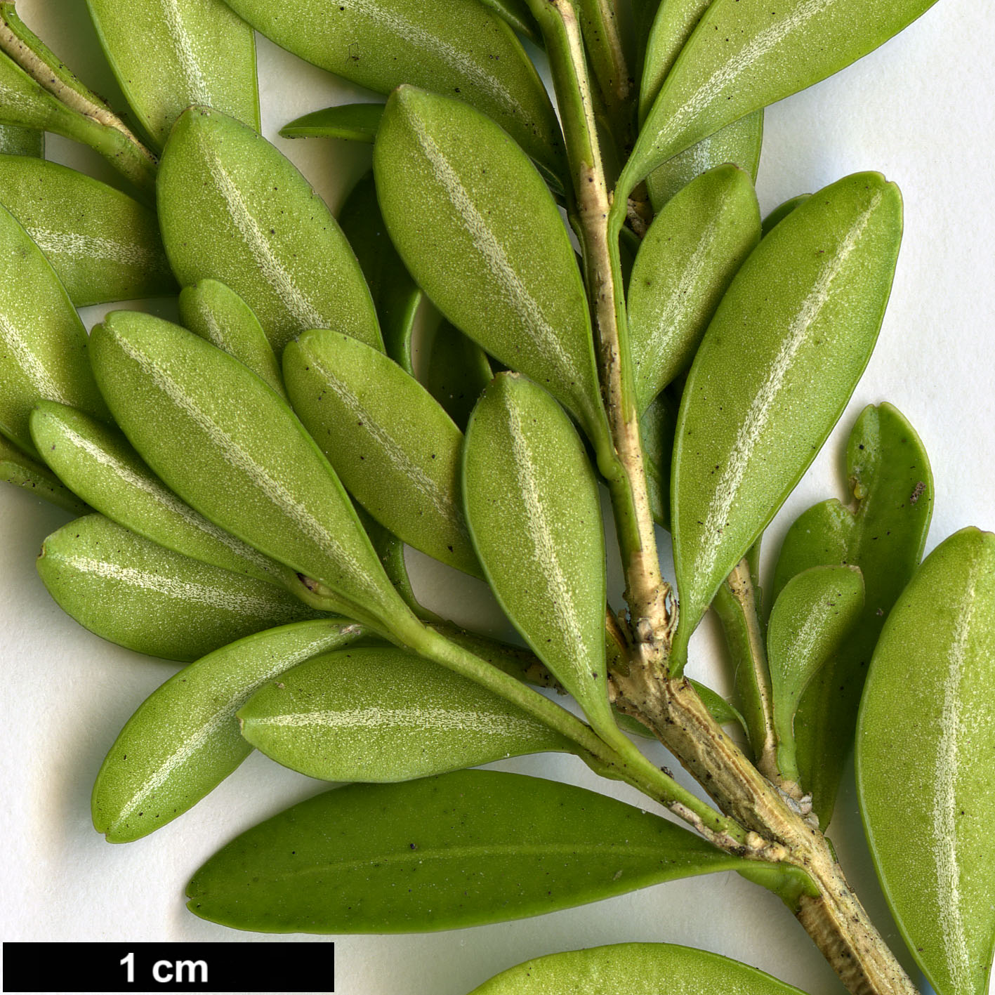 High resolution image: Family: Buxaceae - Genus: Buxus - Taxon: microphylla