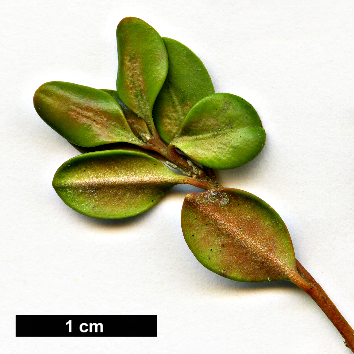 High resolution image: Family: Buxaceae - Genus: Buxus - Taxon: rugulosa