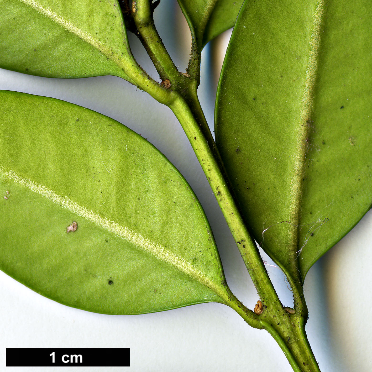 High resolution image: Family: Buxaceae - Genus: Buxus - Taxon: sinica