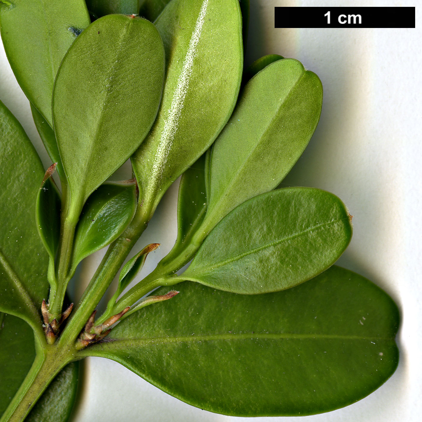 High resolution image: Family: Buxaceae - Genus: Buxus - Taxon: sinica