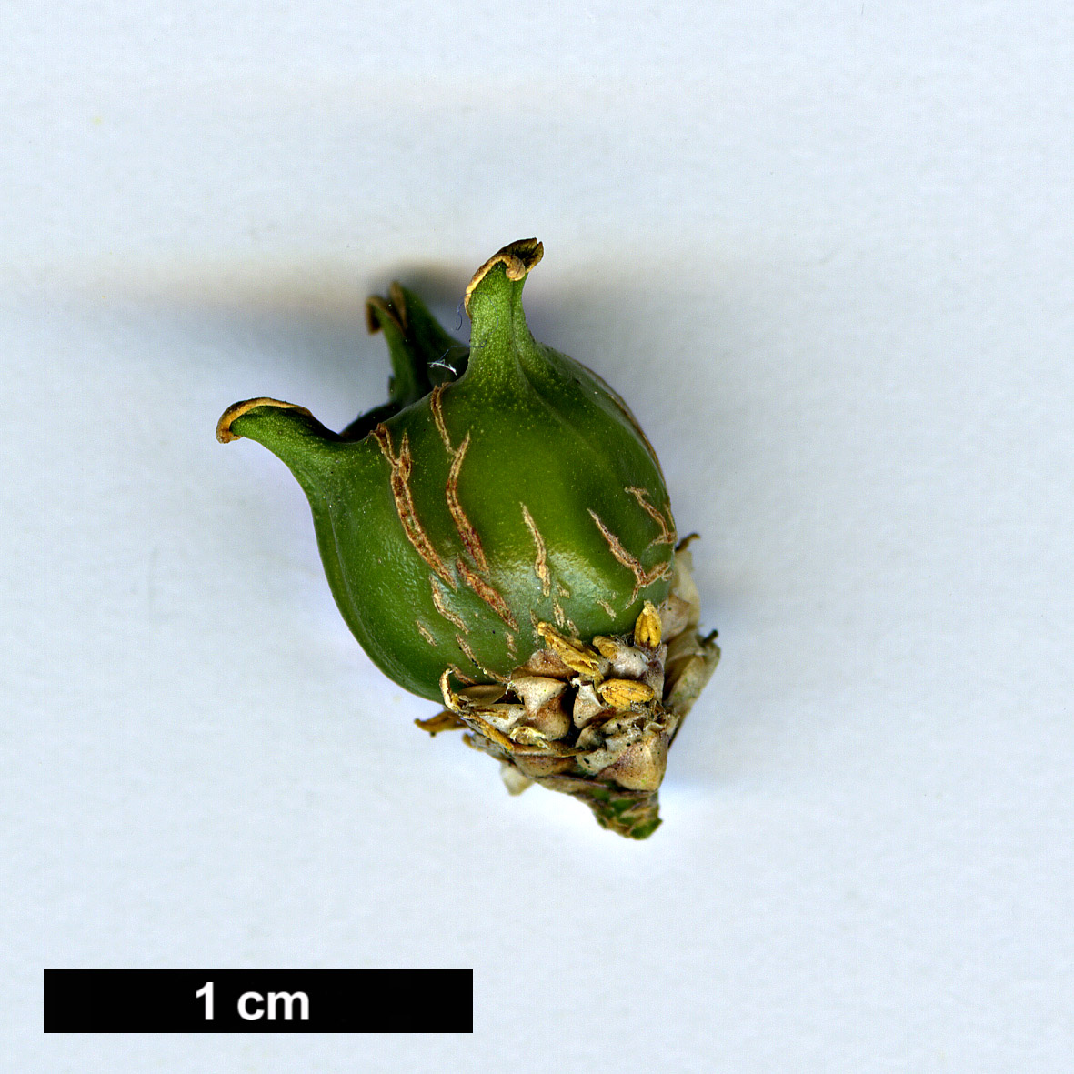 High resolution image: Family: Buxaceae - Genus: Buxus - Taxon: wallichiana