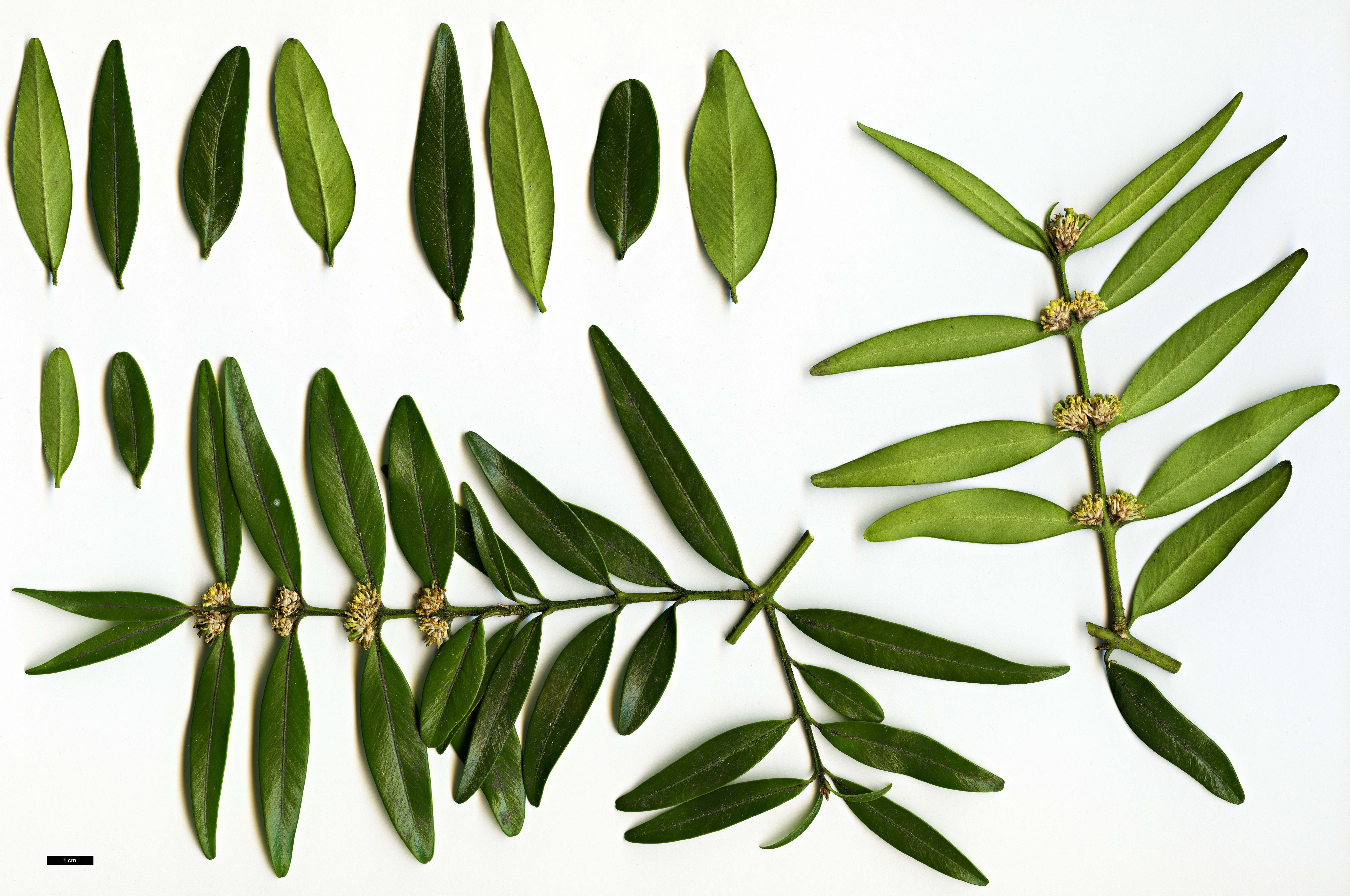 High resolution image: Family: Buxaceae - Genus: Buxus - Taxon: wallichiana