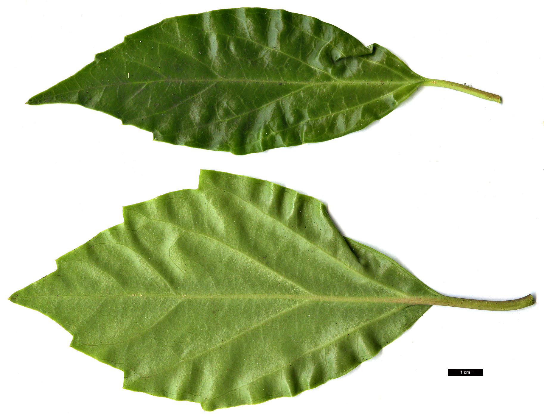 High resolution image: Family: Buxaceae - Genus: Pachysandra - Taxon: axillaris
