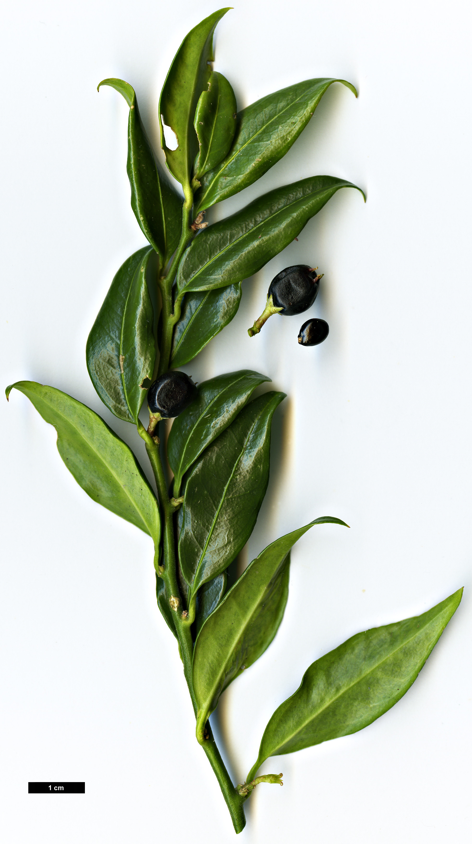 High resolution image: Family: Buxaceae - Genus: Sarcococca - Taxon: confusa