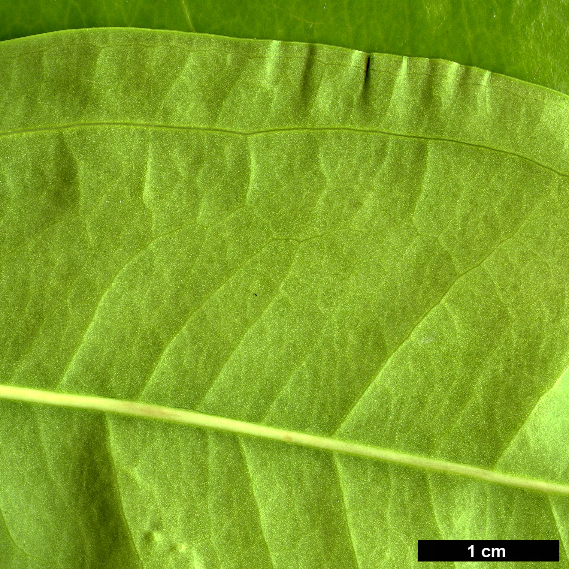 High resolution image: Family: Buxaceae - Genus: Sarcococca - Taxon: coriacea