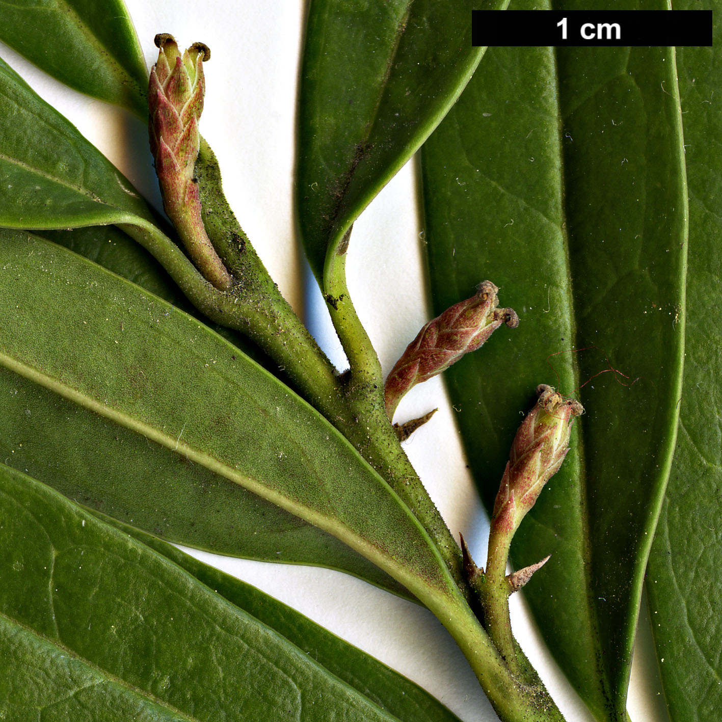 High resolution image: Family: Buxaceae - Genus: Sarcococca - Taxon: hookeriana