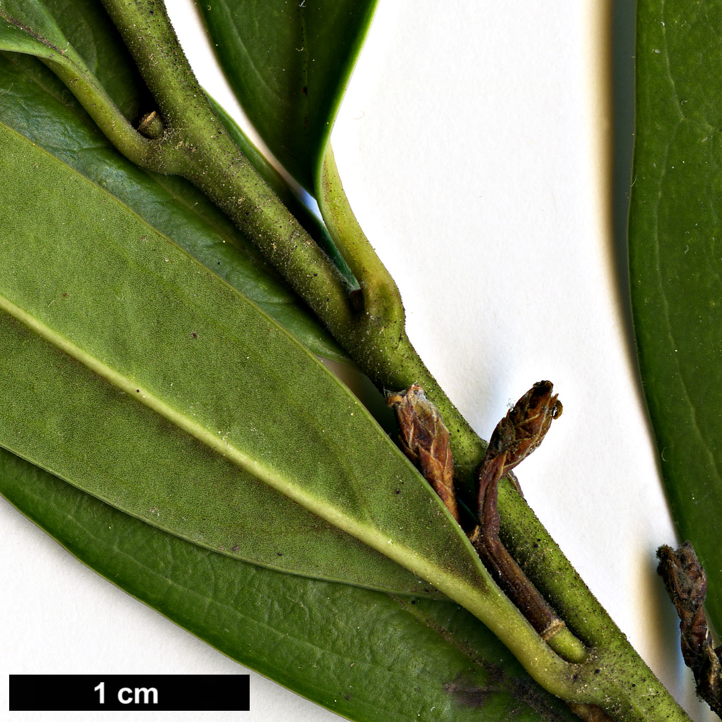 High resolution image: Family: Buxaceae - Genus: Sarcococca - Taxon: hookeriana