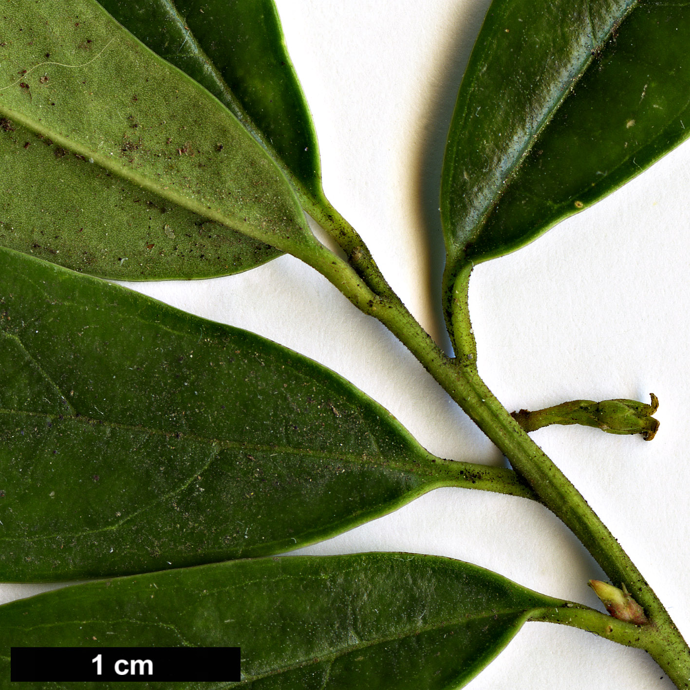 High resolution image: Family: Buxaceae - Genus: Sarcococca - Taxon: hookeriana