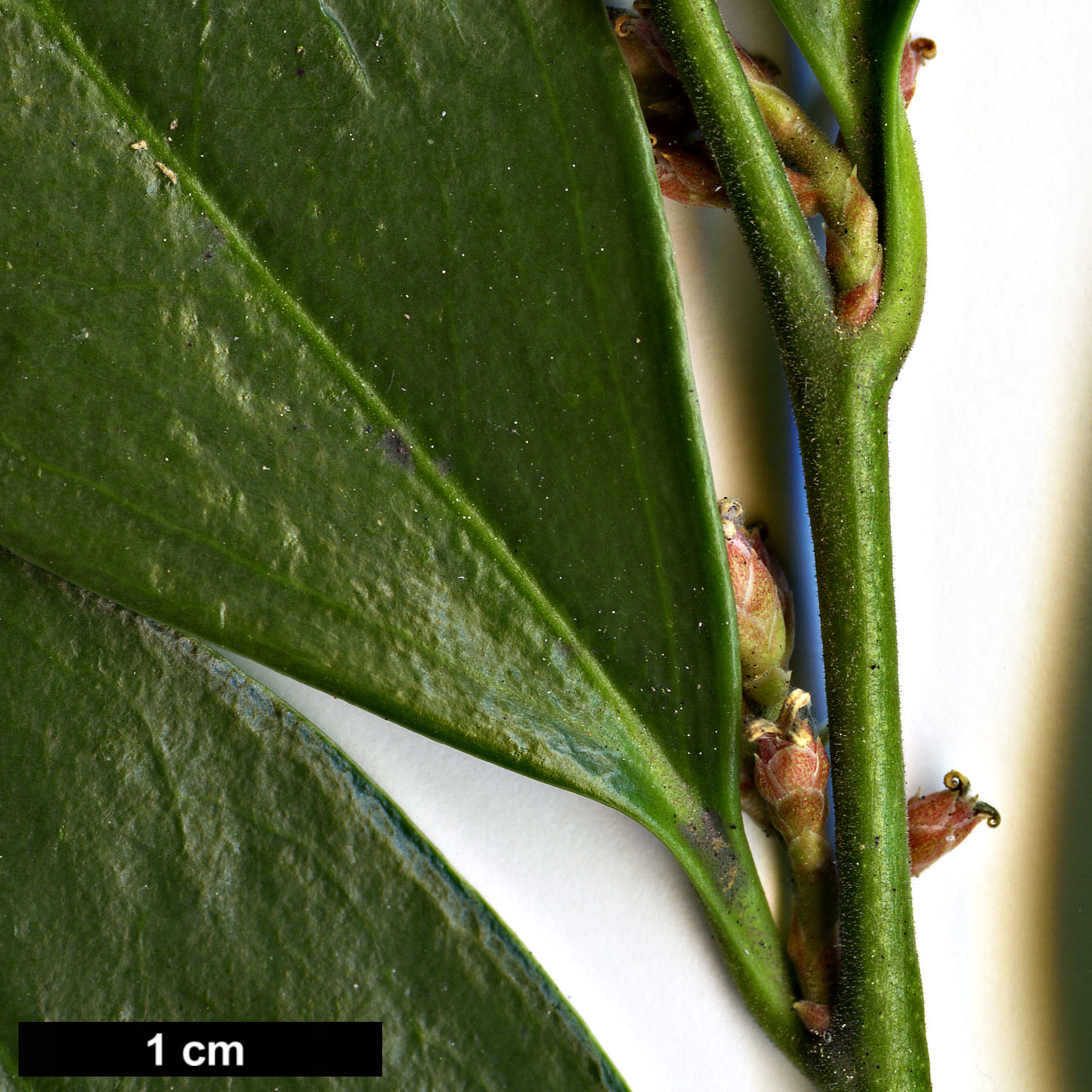 High resolution image: Family: Buxaceae - Genus: Sarcococca - Taxon: orientalis