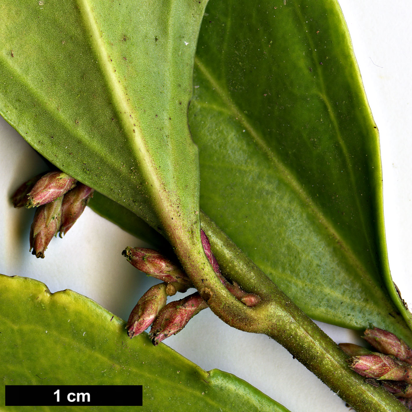 High resolution image: Family: Buxaceae - Genus: Sarcococca - Taxon: orientalis