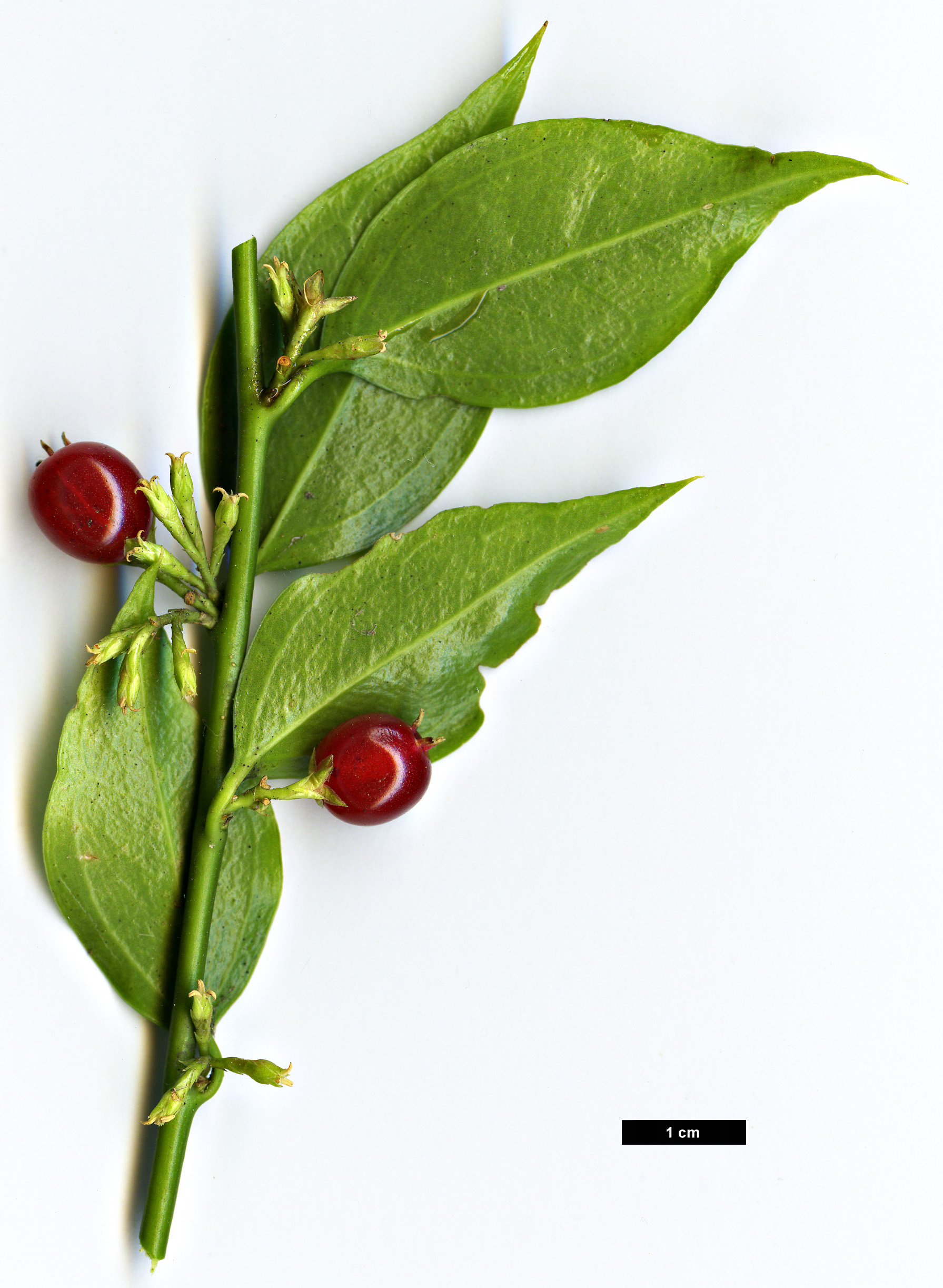 High resolution image: Family: Buxaceae - Genus: Sarcococca - Taxon: ruscifolia