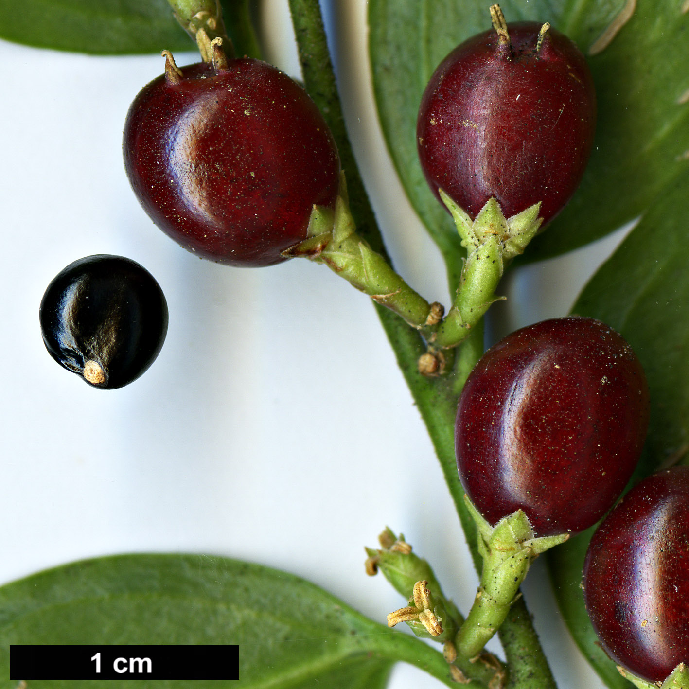 High resolution image: Family: Buxaceae - Genus: Sarcococca - Taxon: ruscifolia