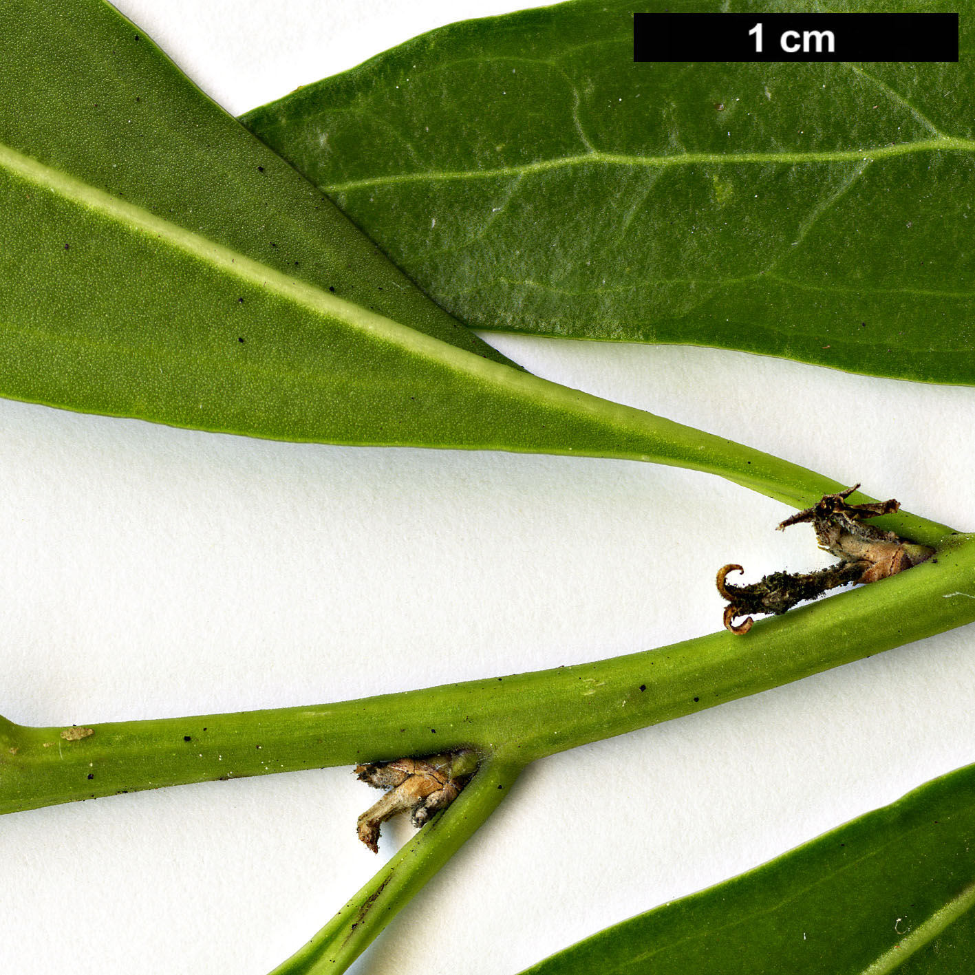 High resolution image: Family: Buxaceae - Genus: Sarcococca - Taxon: saligna