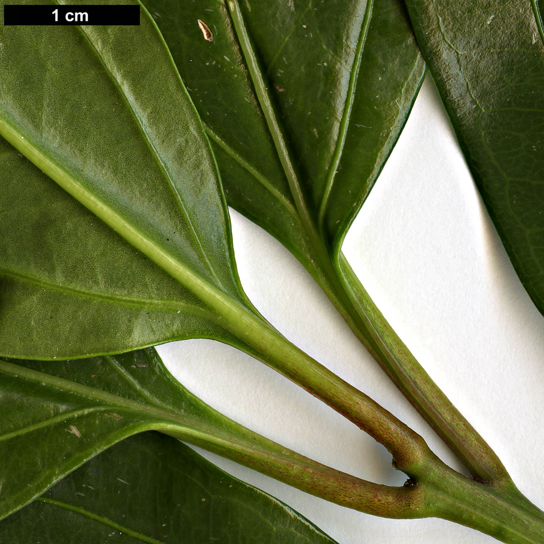 High resolution image: Family: Buxaceae - Genus: Sarcococca - Taxon: vagans