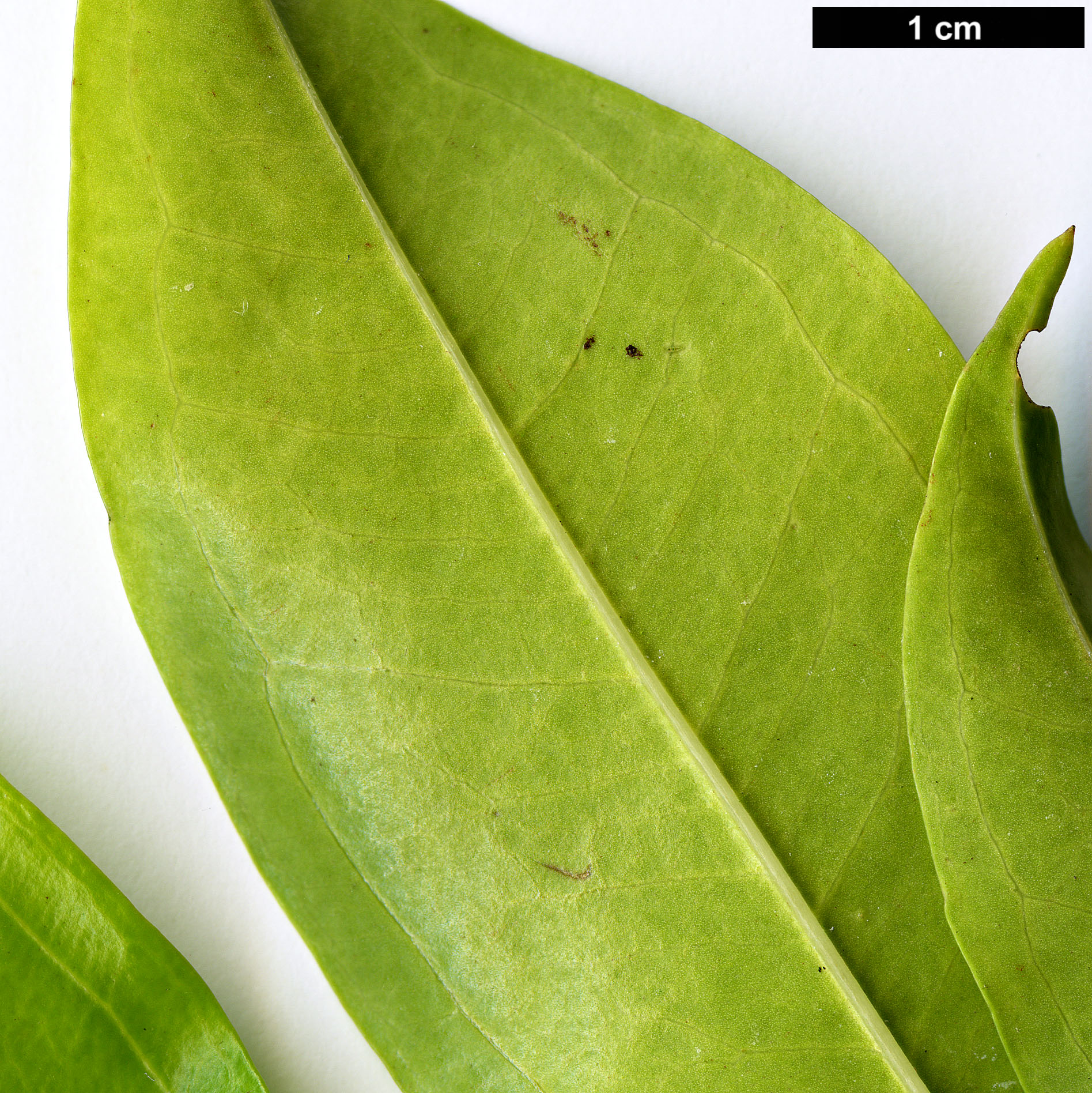 High resolution image: Family: Buxaceae - Genus: Sarcococca - Taxon: zeylanica