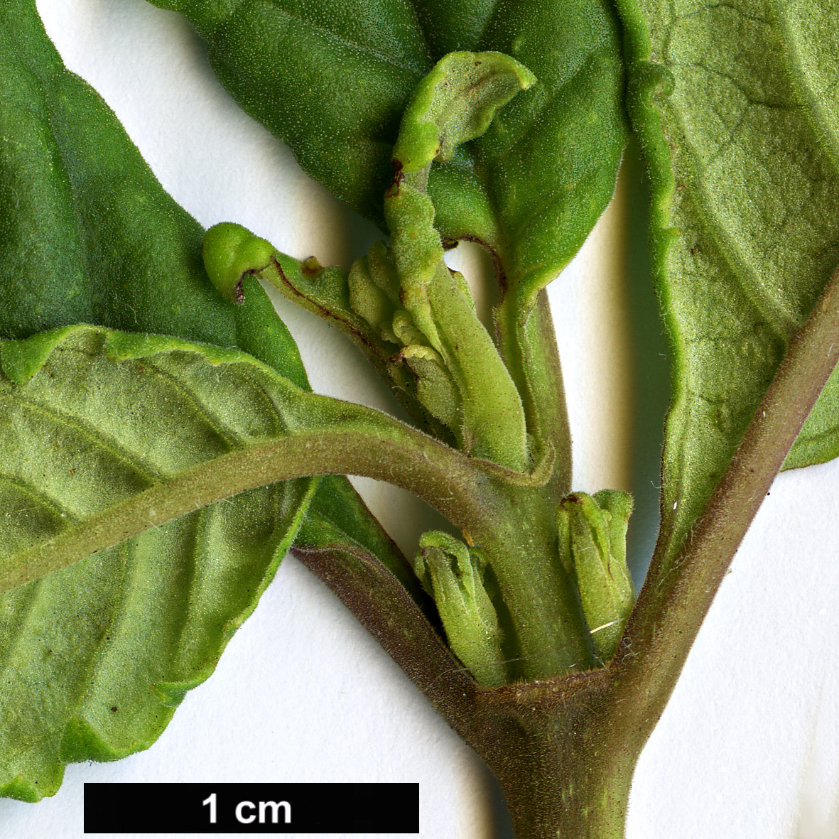 High resolution image: Family: Calceolariaceae - Genus: Jovellana - Taxon: punctata