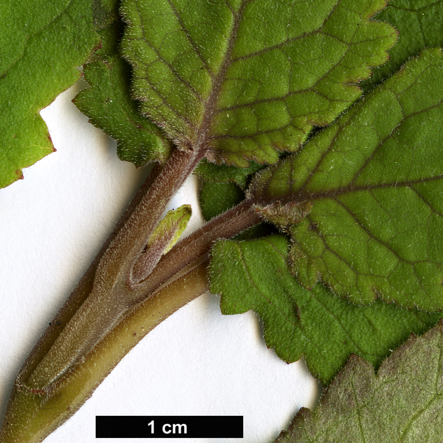 High resolution image: Family: Calceolariaceae - Genus: Jovellana - Taxon: sinclairii