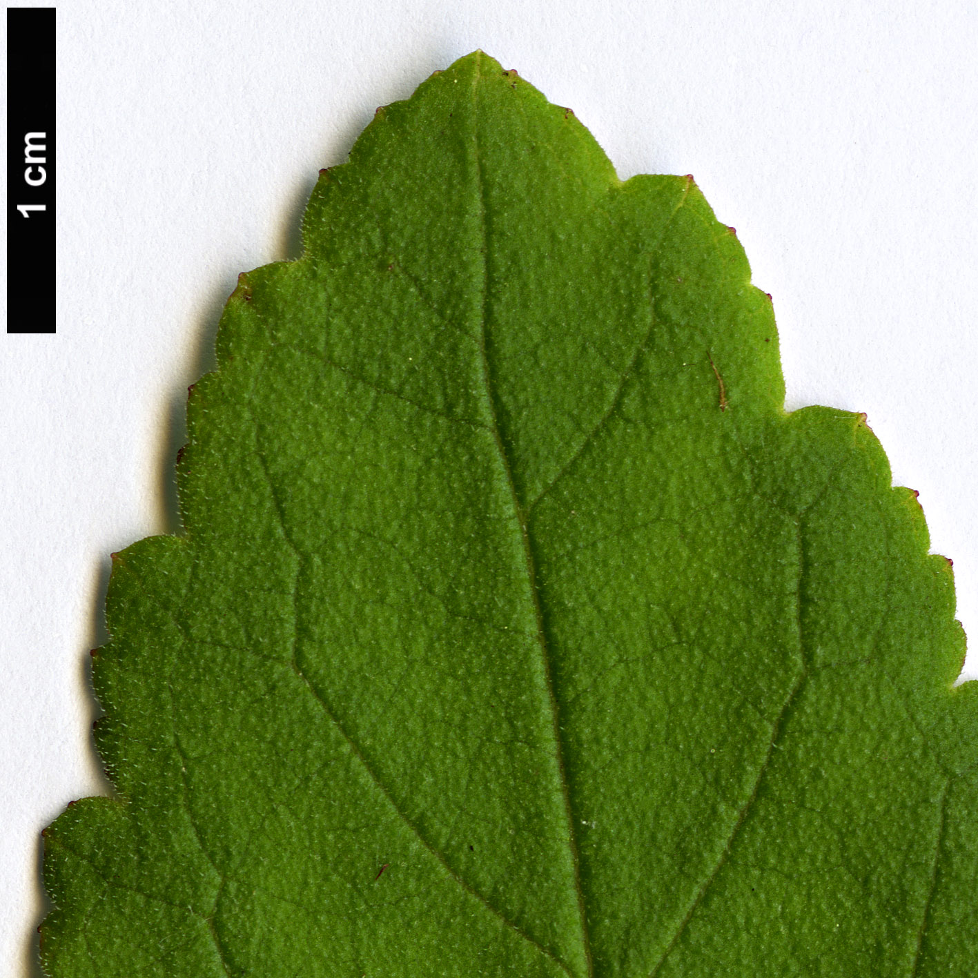 High resolution image: Family: Calceolariaceae - Genus: Jovellana - Taxon: sinclairii