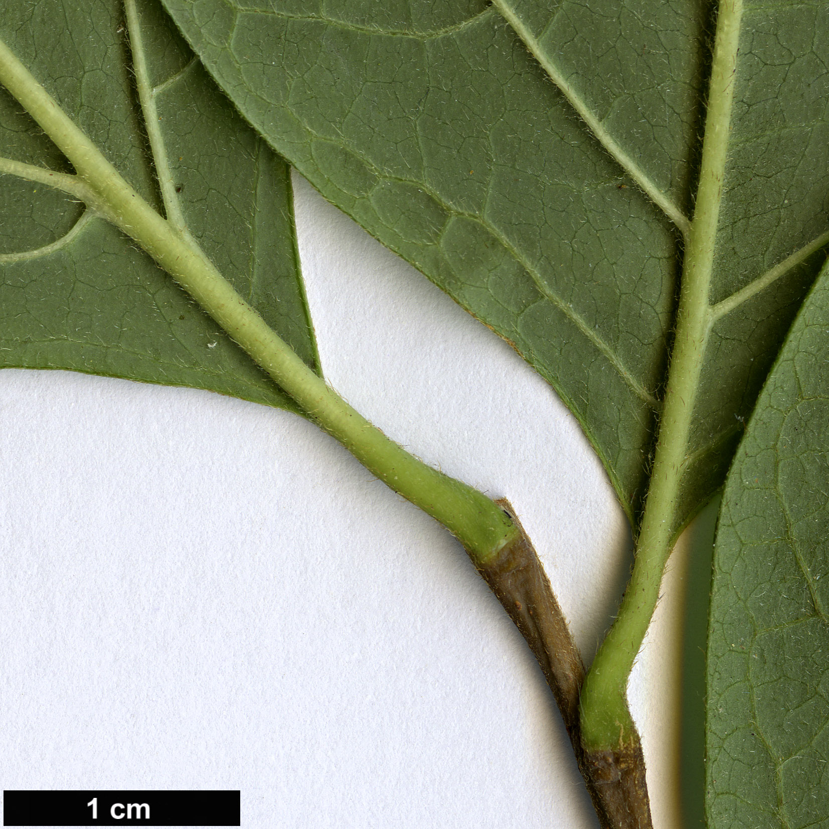 High resolution image: Family: Calycanthaceae - Genus: Calycanthus - Taxon: floridus