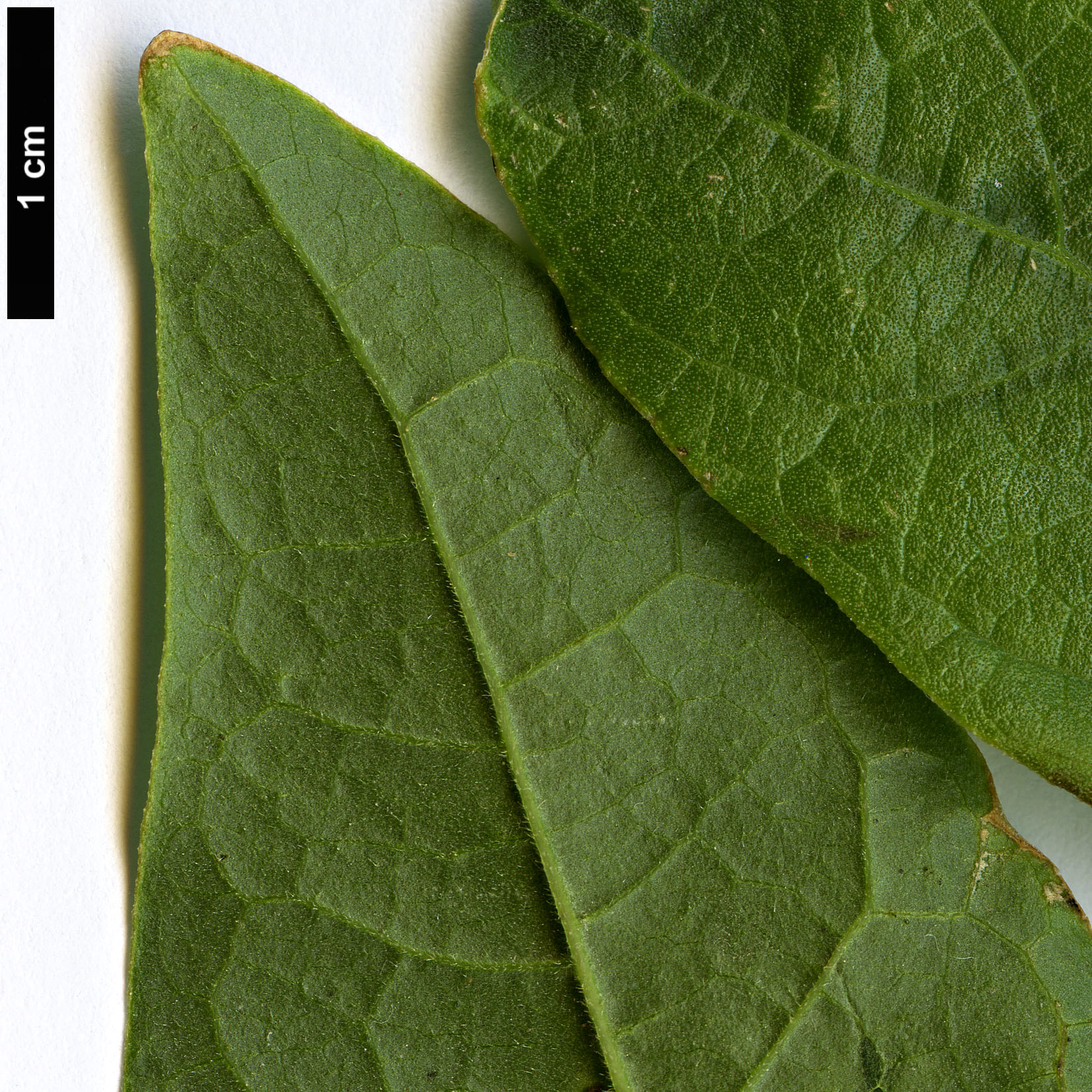 High resolution image: Family: Calycanthaceae - Genus: Calycanthus - Taxon: occidentalis