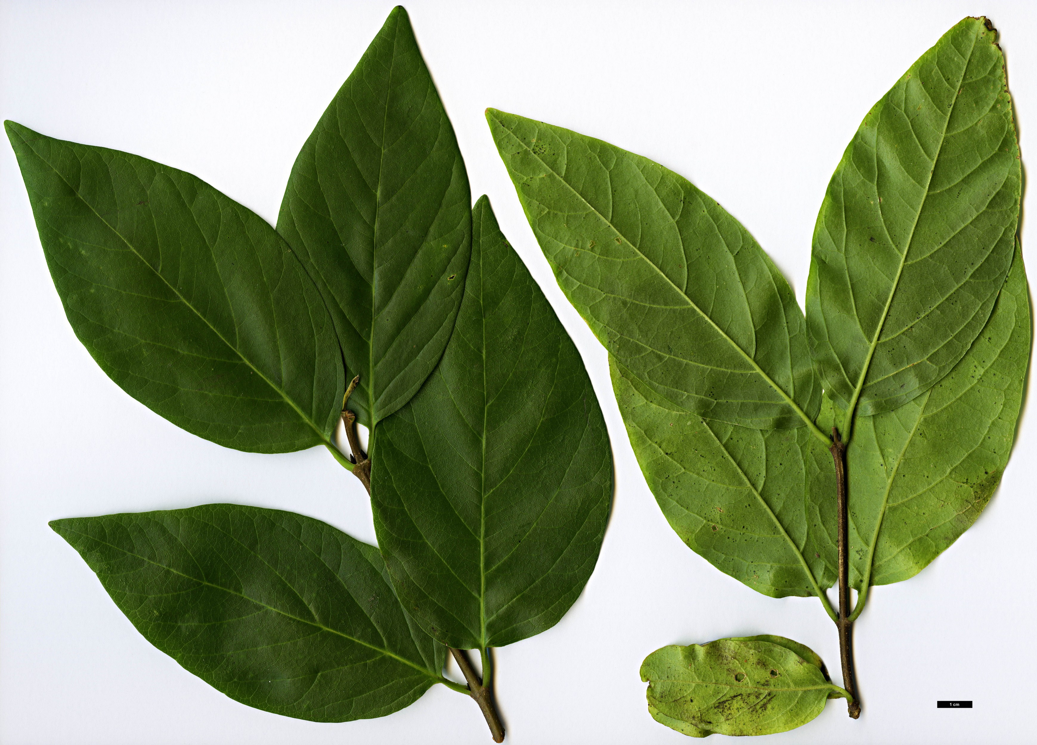 High resolution image: Family: Calycanthaceae - Genus: Calycanthus - Taxon: occidentalis